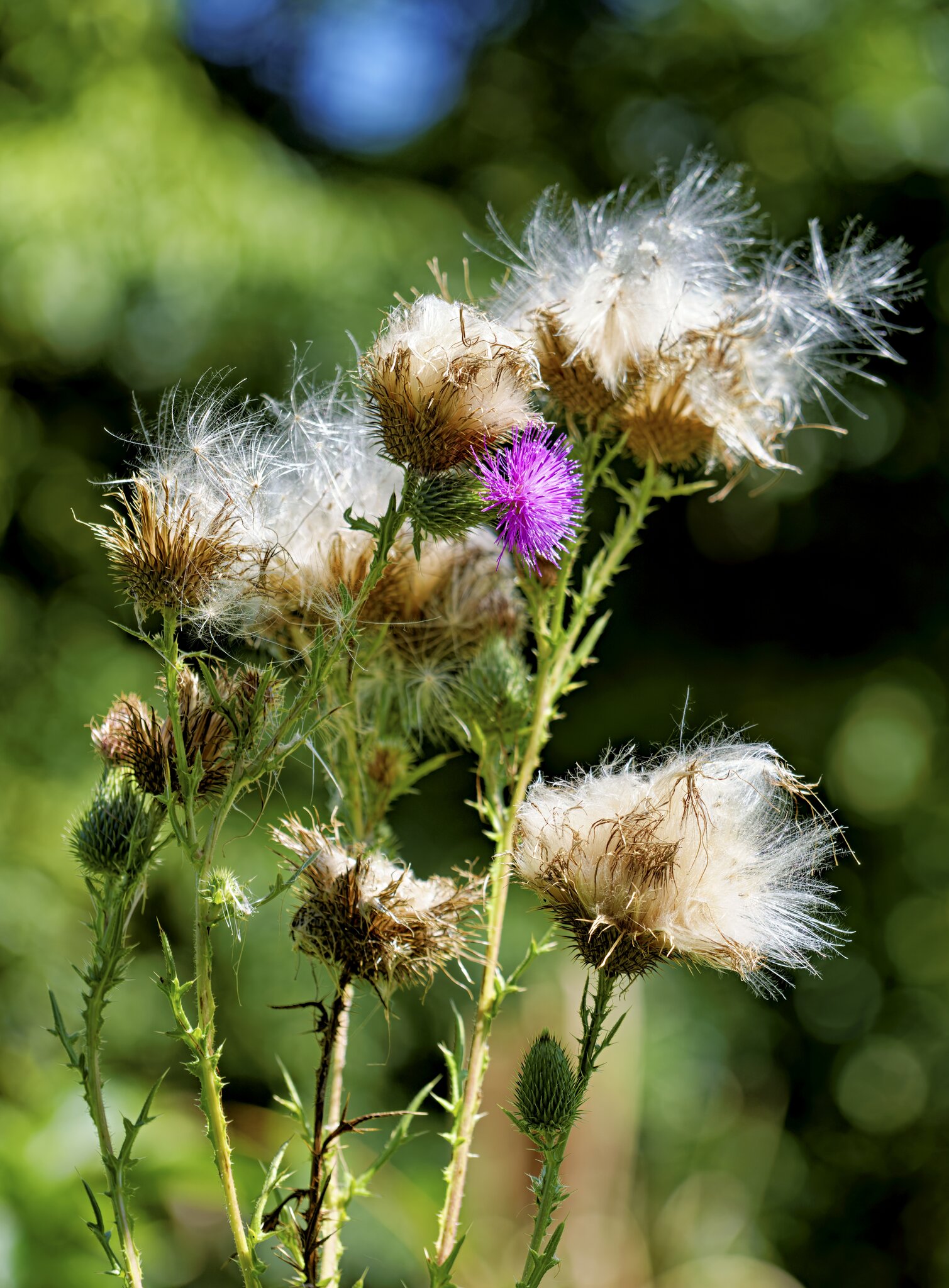 WFlower1.jpg
