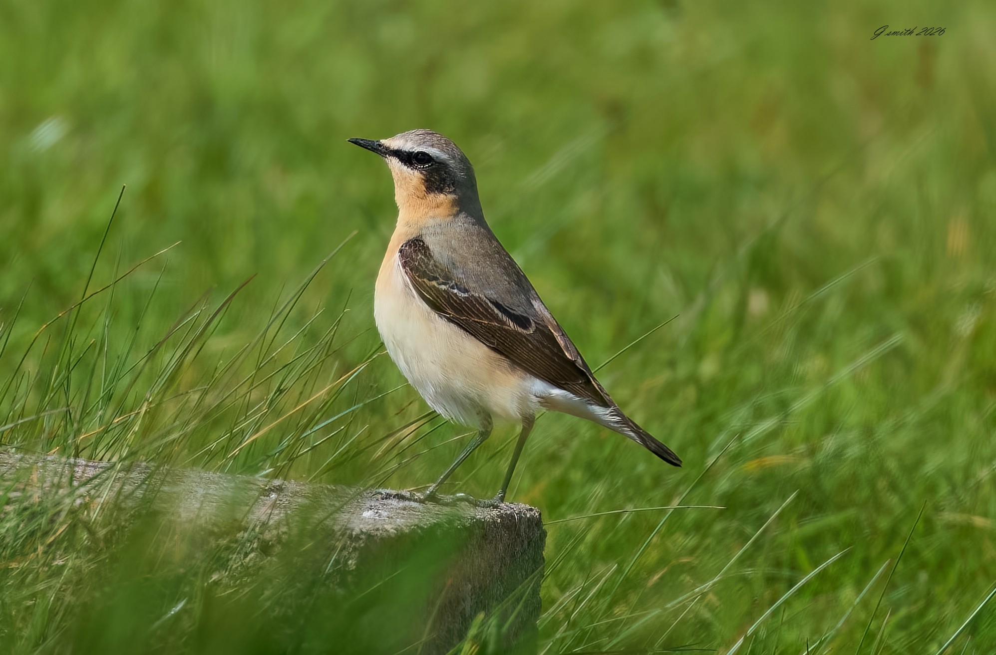 wheatear 2026_1.jpg