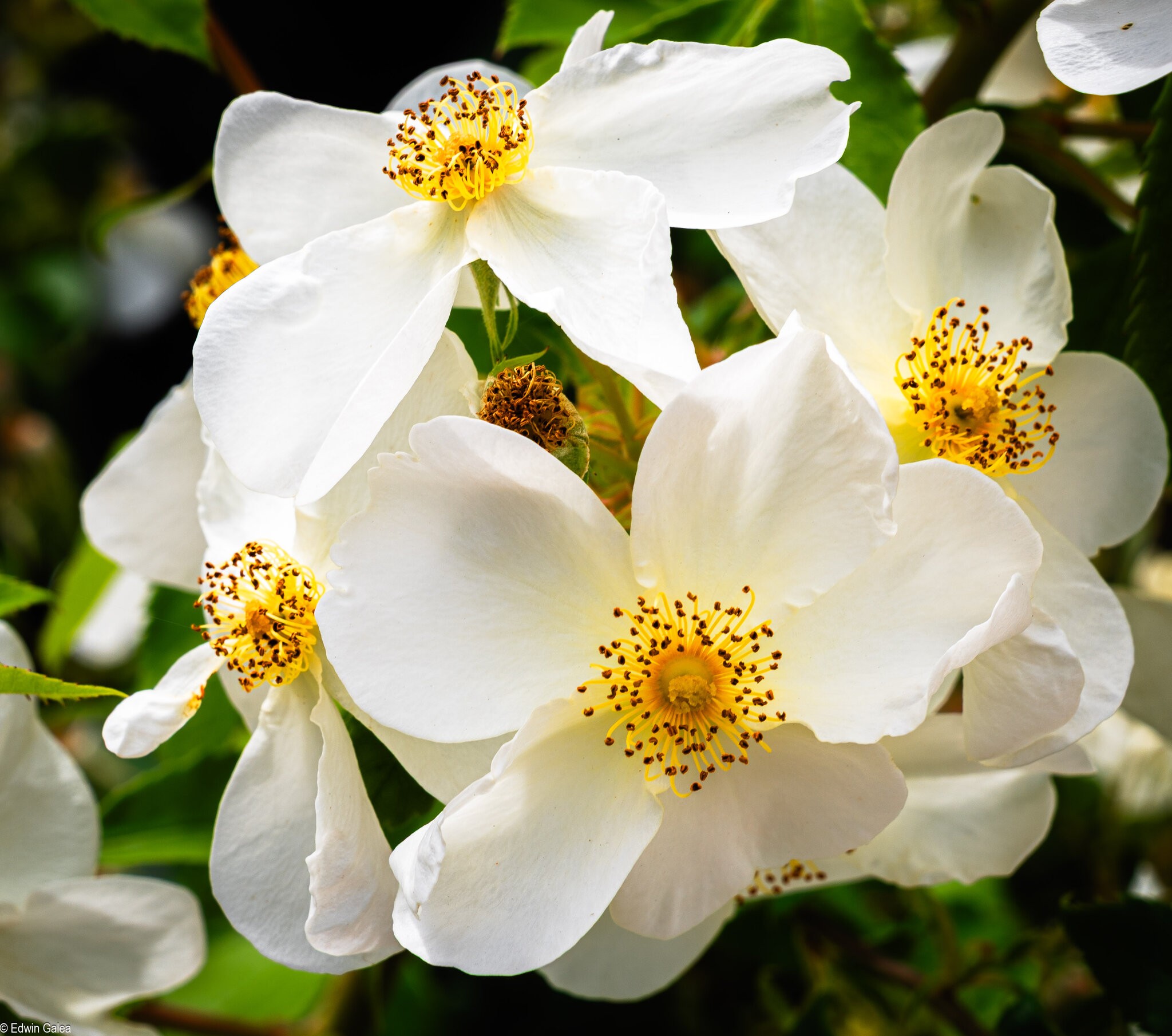 white-2.jpg