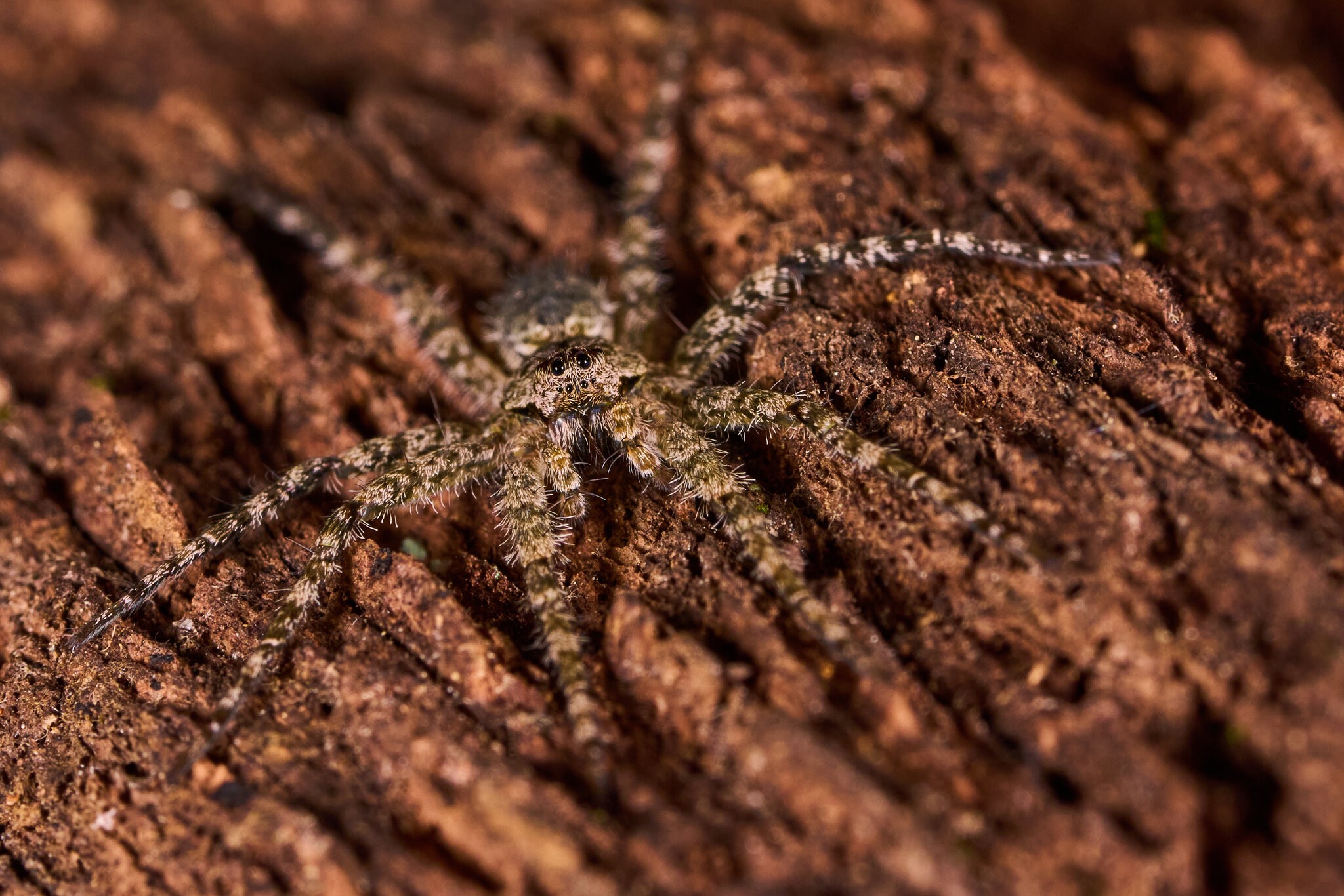 White-Banded Fishing Spider - Arden Woods - 10052025 - 01.jpg