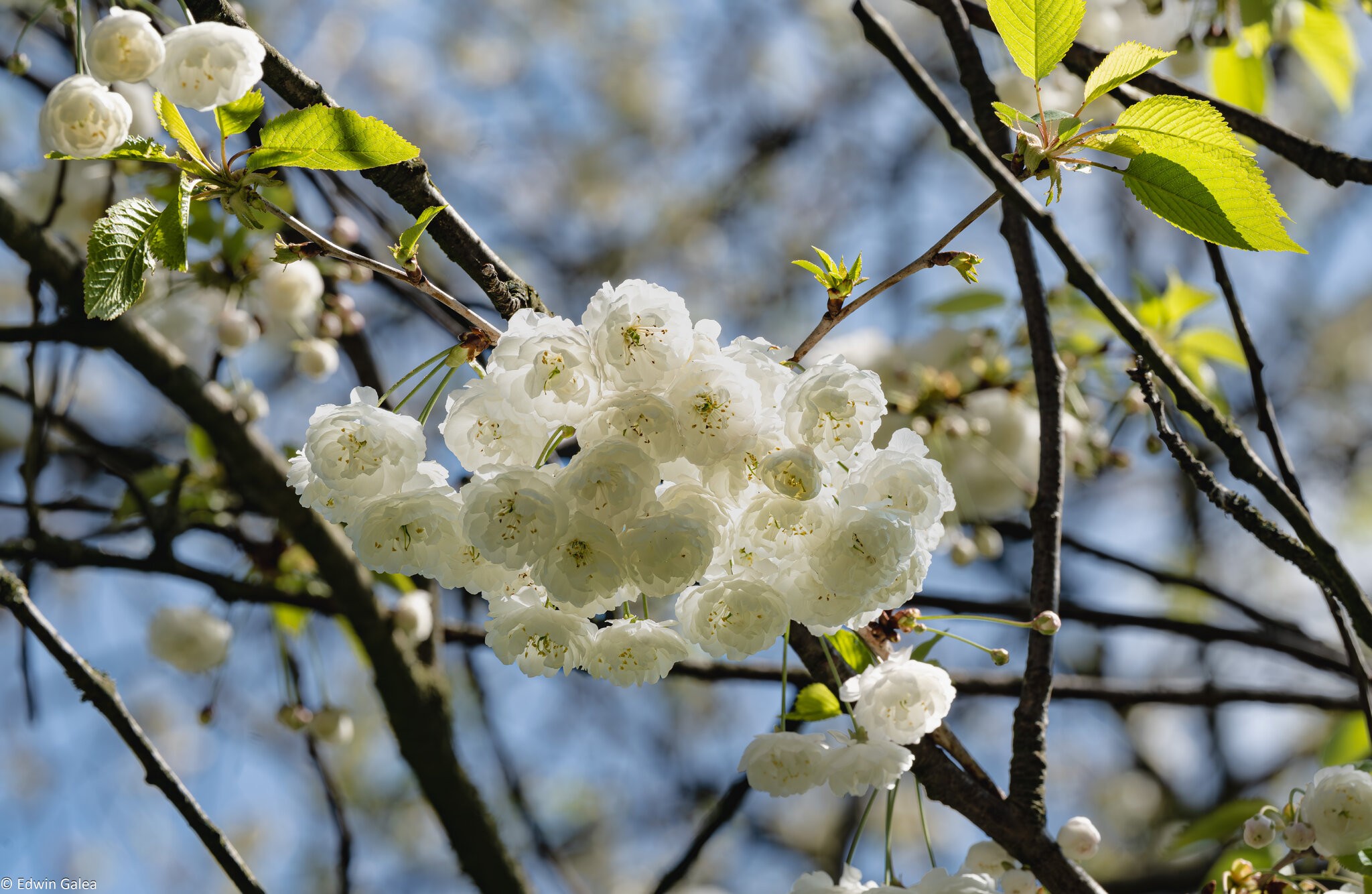 white blossom-1.jpg