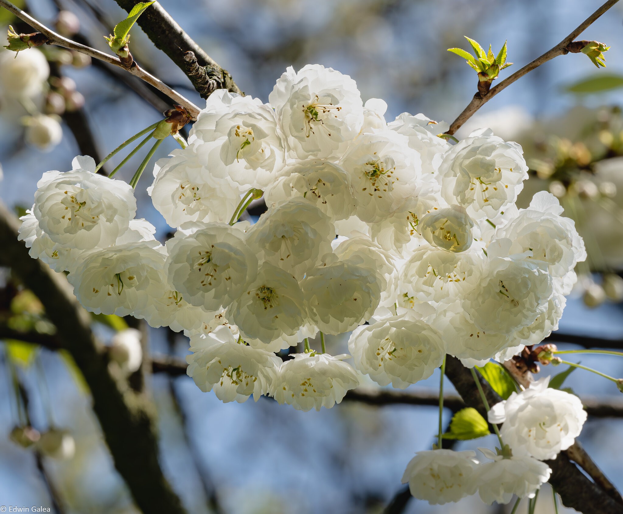 white blossom-2.jpg