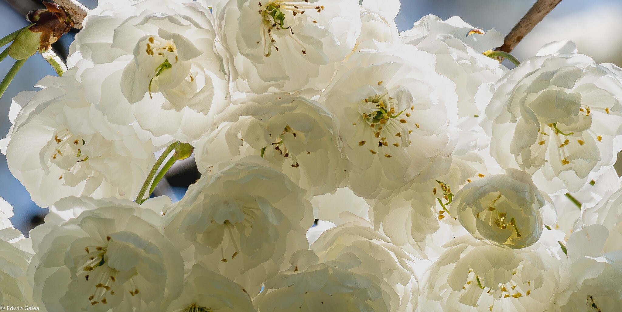 white blossom-5.jpg