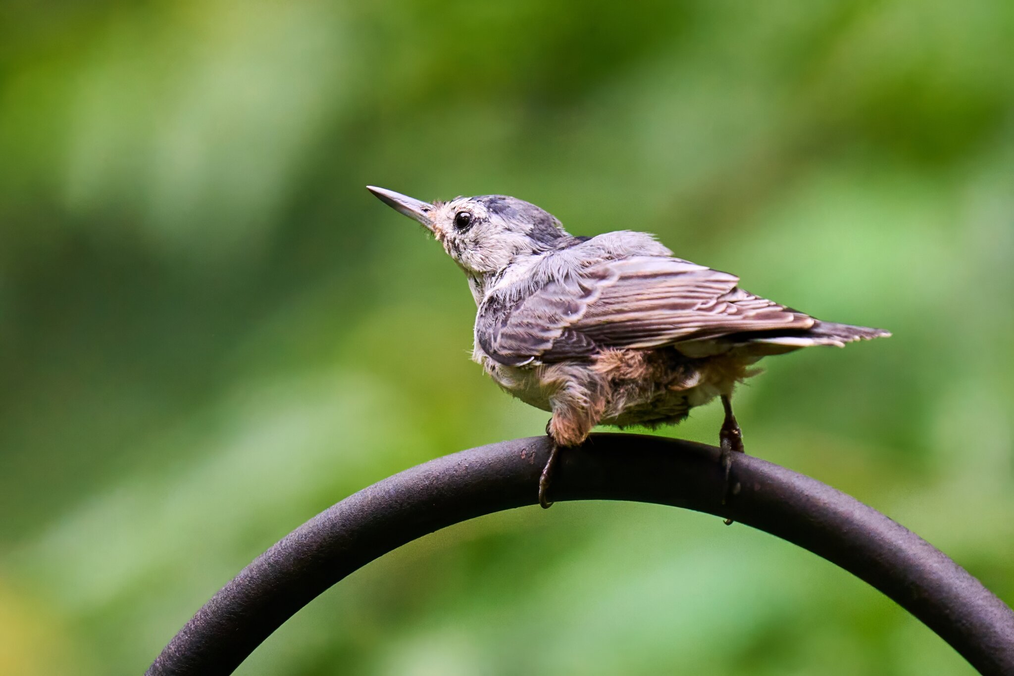White-Breasted Nuthatch - Ashland - 08172025 - 01 - DN.jpg