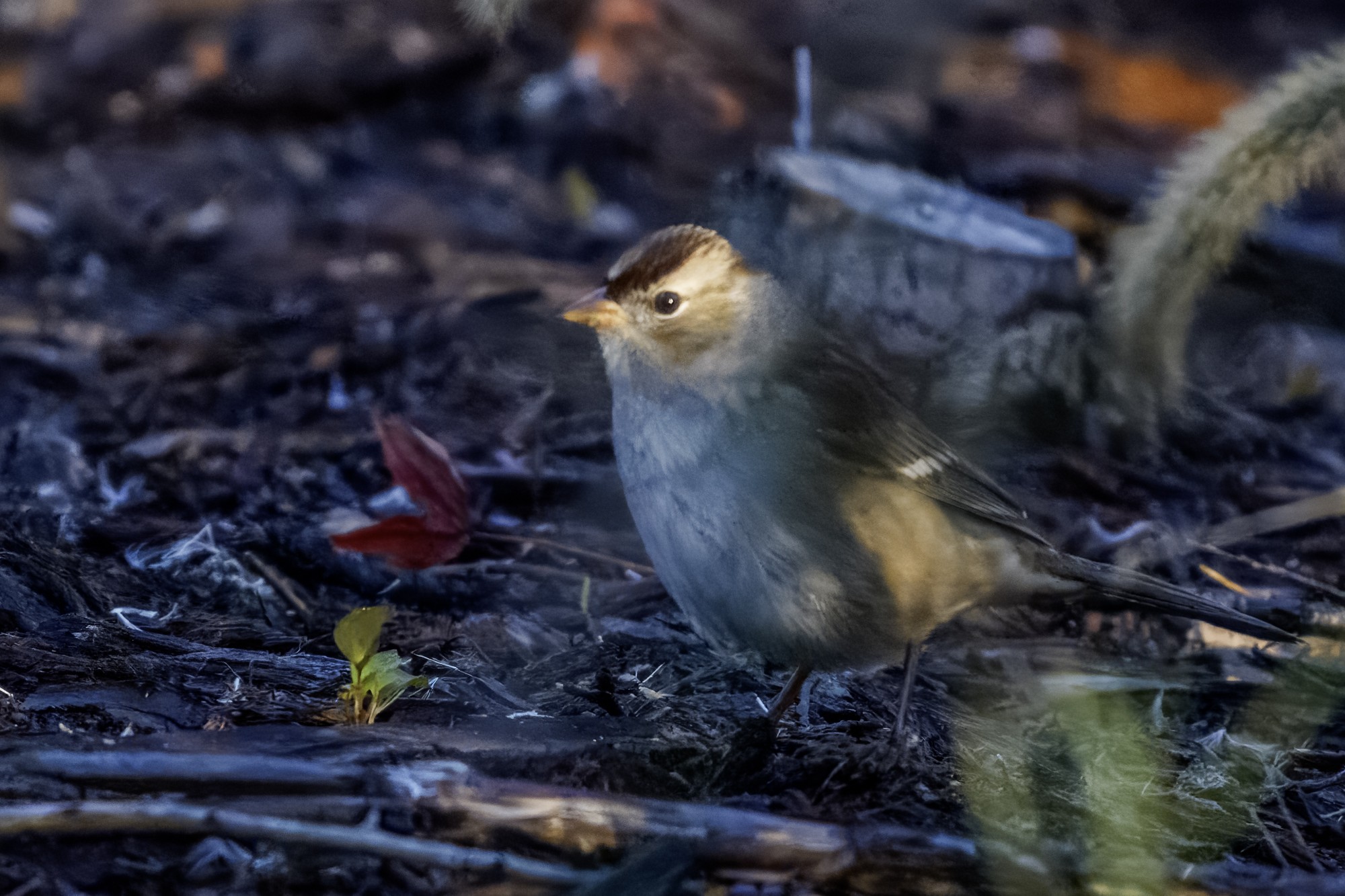 white-crowned sparrow01.jpg