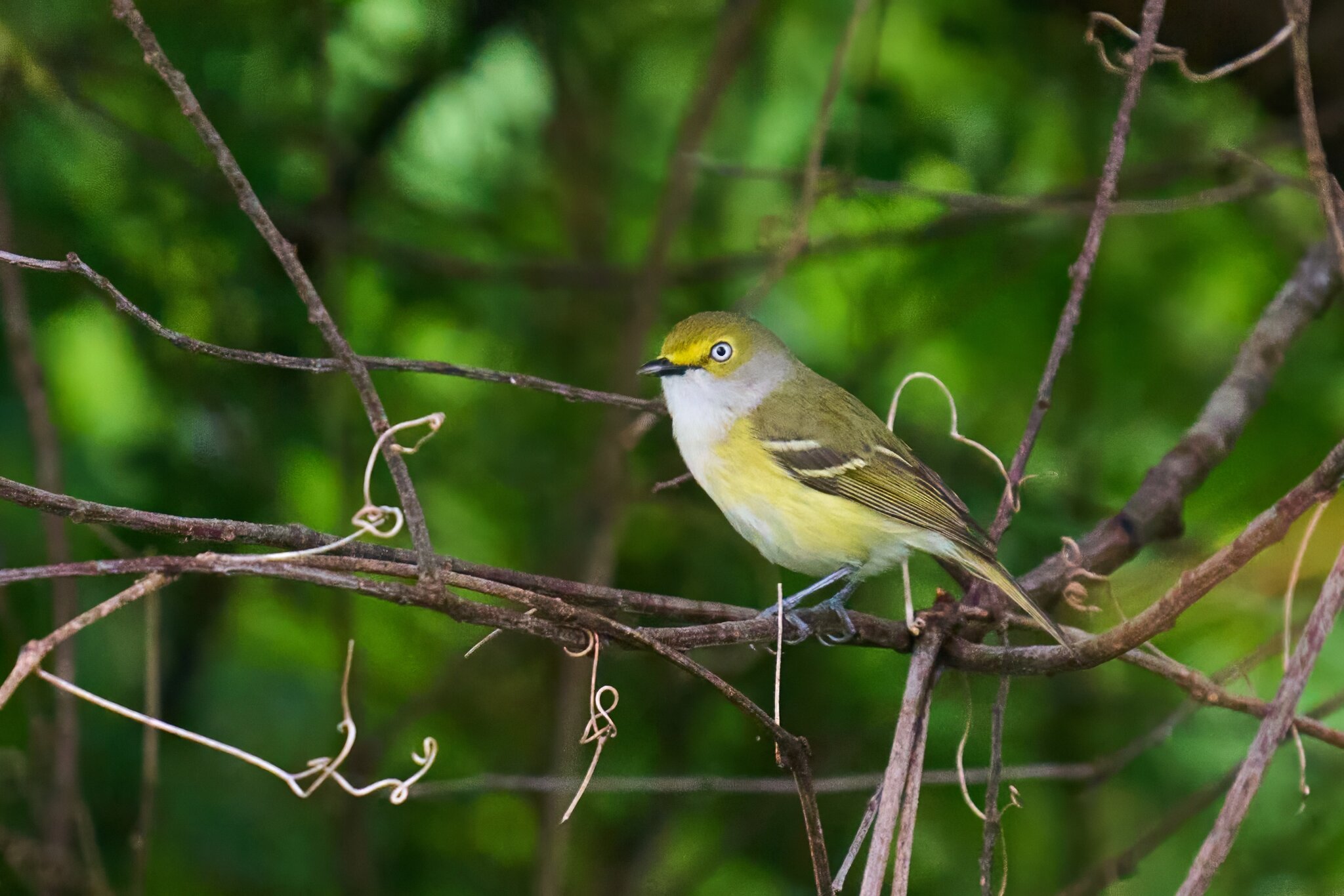 White-Eyed Vireo - 1st state - 05172025 - 04 - DN.jpg