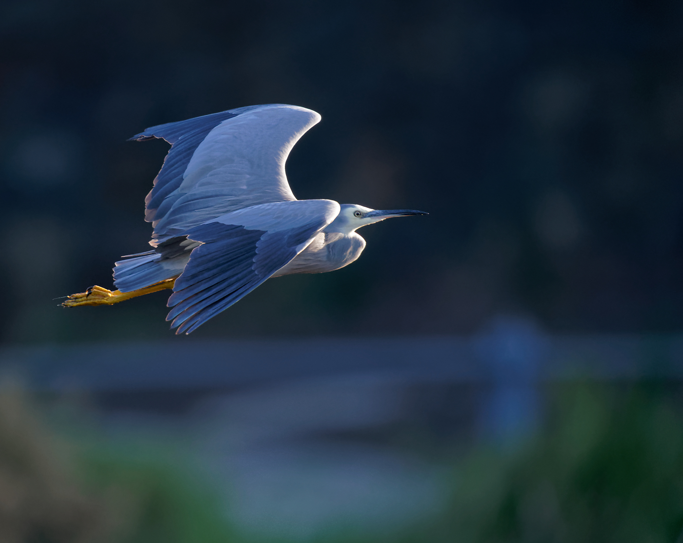 white-faced heron if (3).jpg