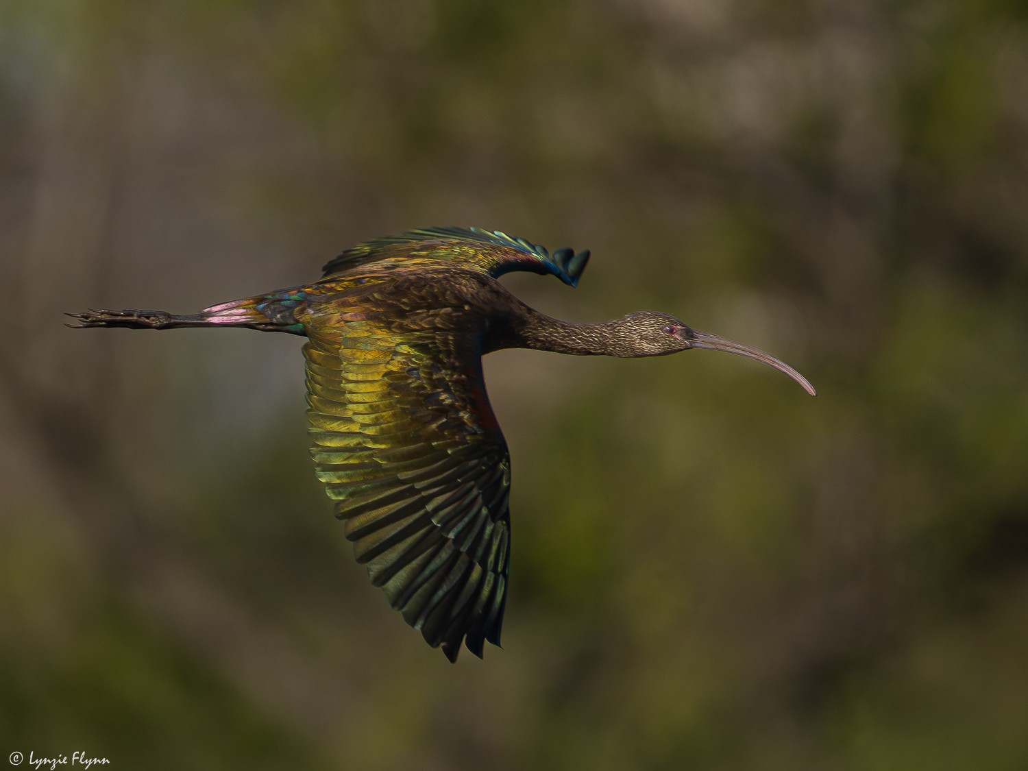 White-faced Ibis 22366.jpg