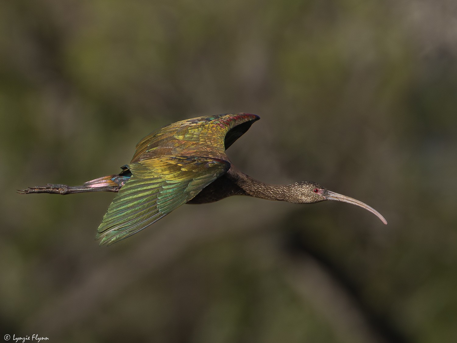 White-faced Ibis 22367.jpg