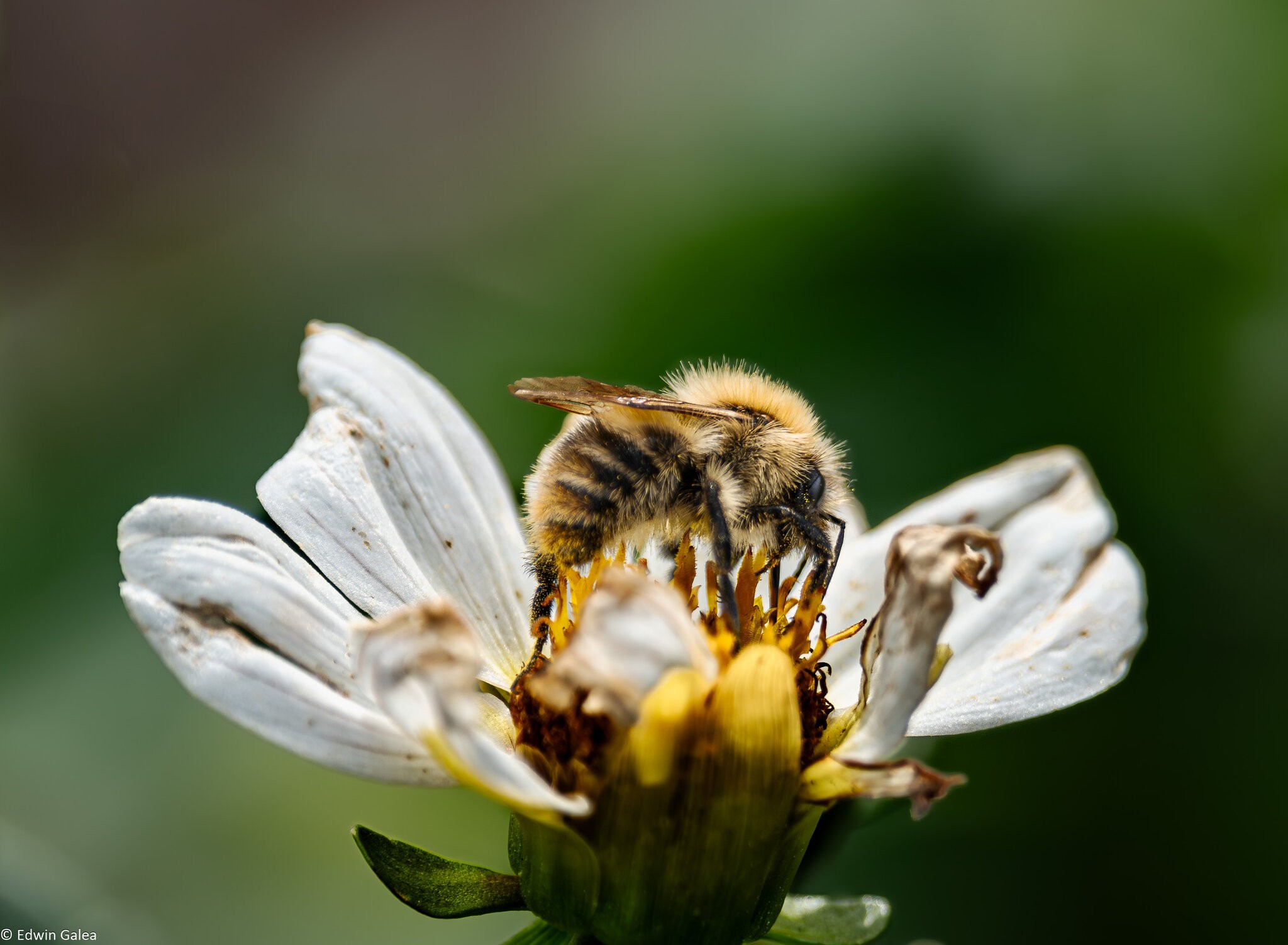 white flower with bee-7.jpg