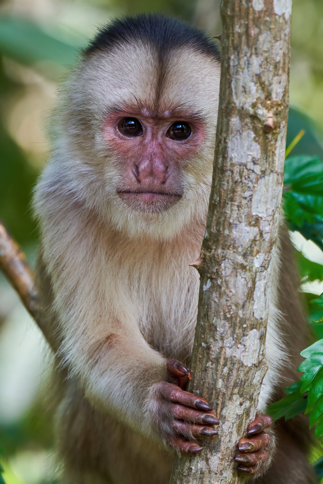 White-Fronted Capuchin - Copalinga - 09192022 - 02-DN.jpg