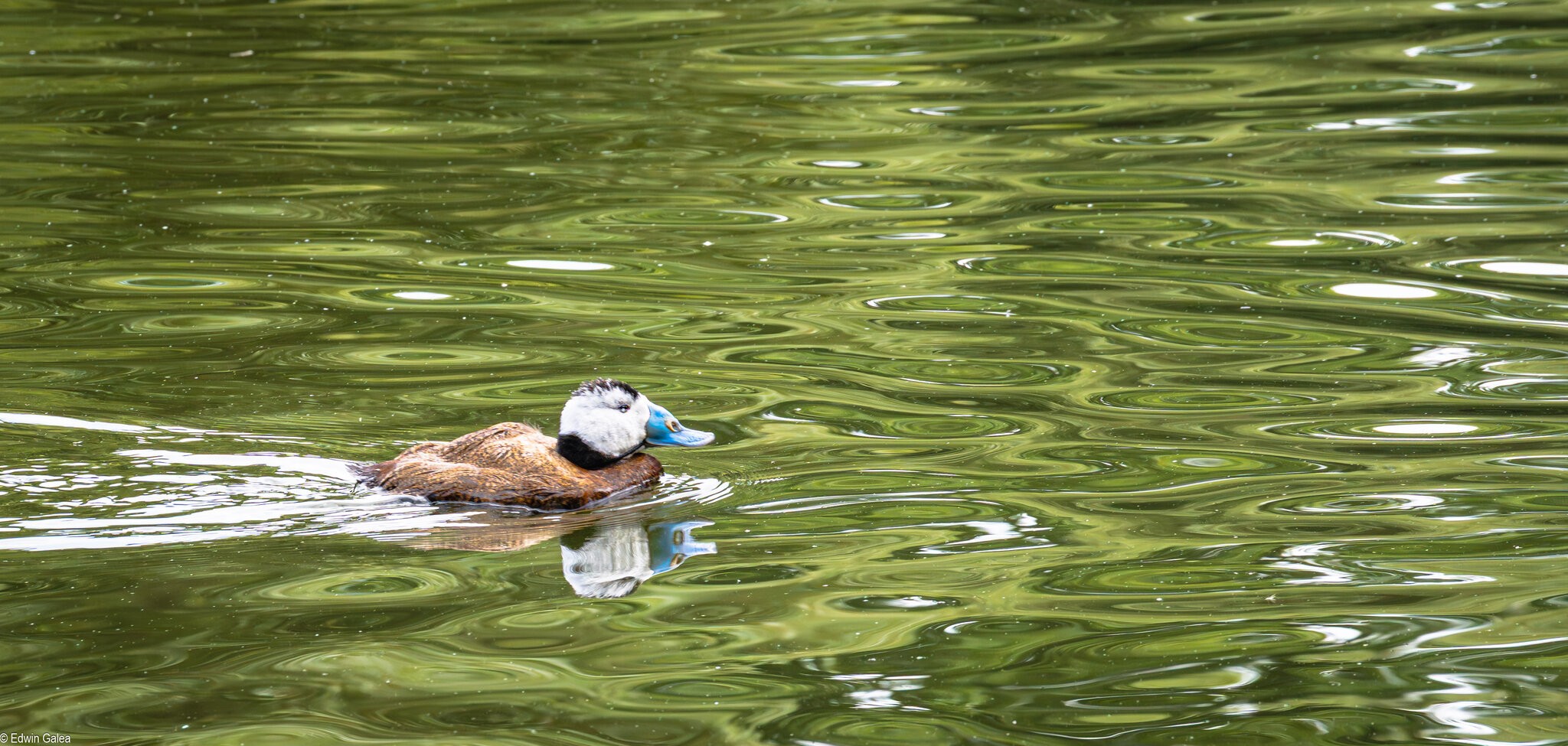 white headed duck-2.jpg
