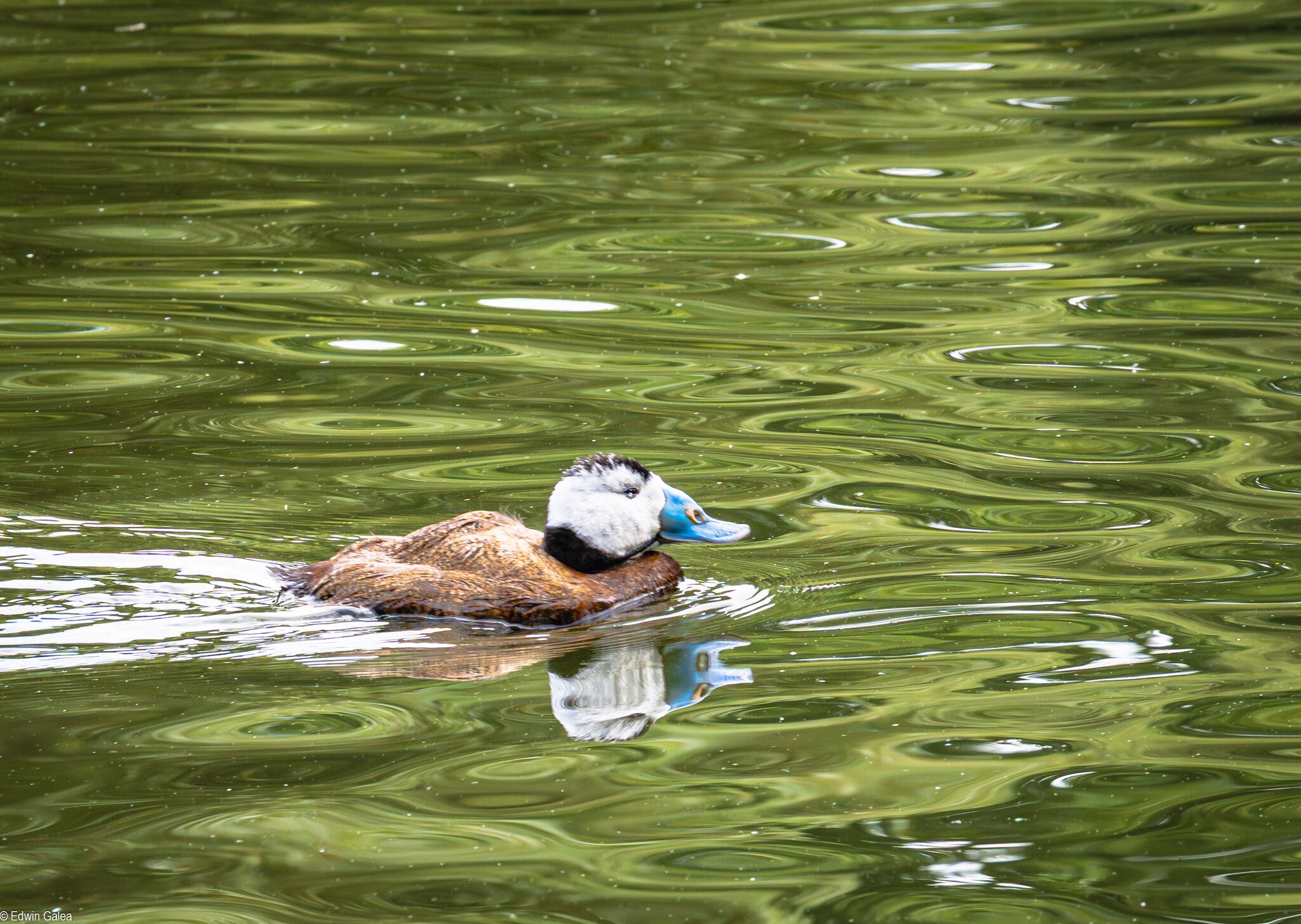 white headed duck-4.jpg