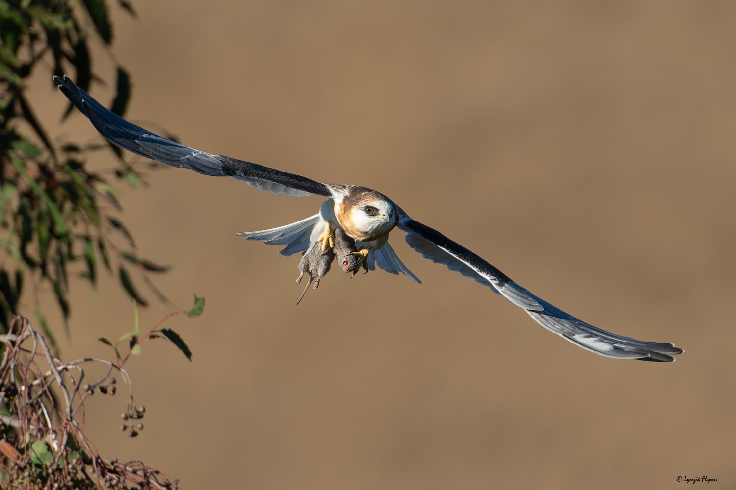 White-tailed Kite 2816.jpg