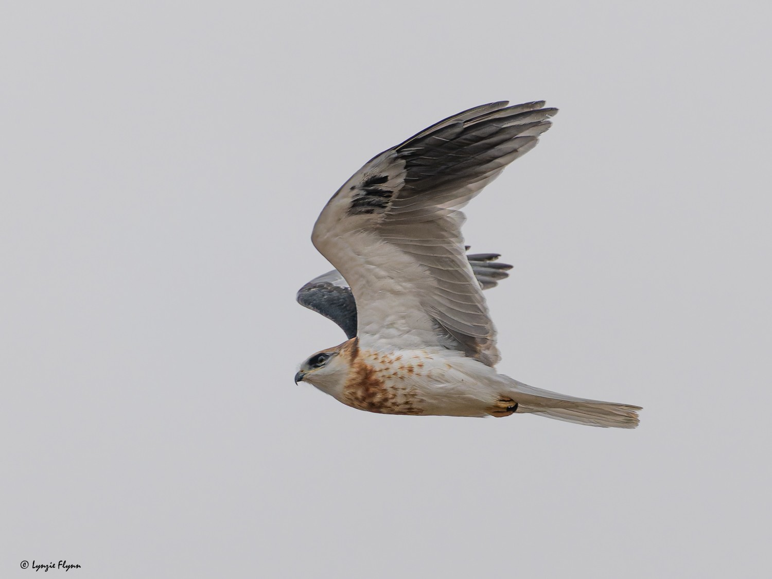 White-tailed Kite 3661.jpg