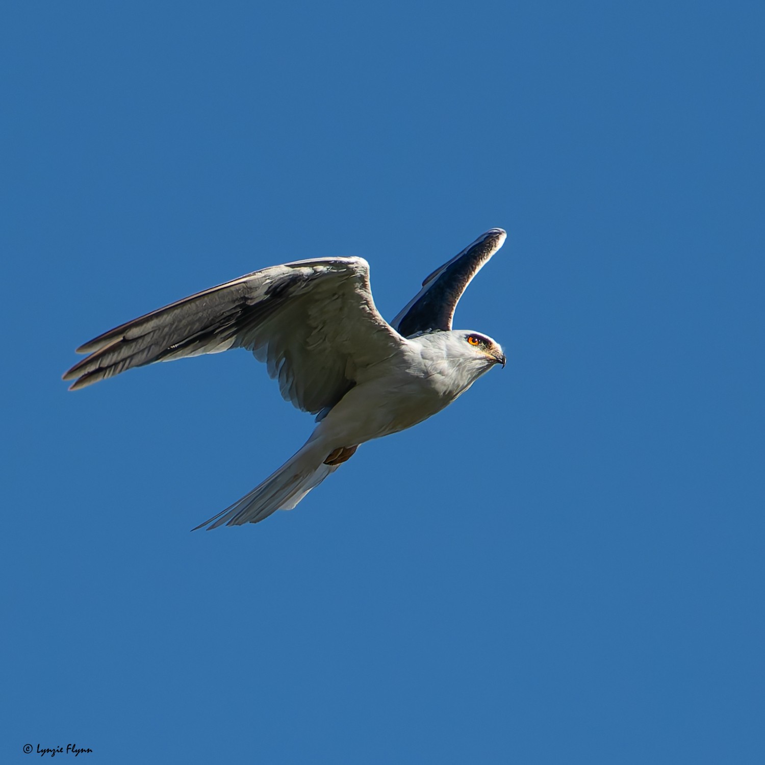 White-tailed Kite 4433.jpg
