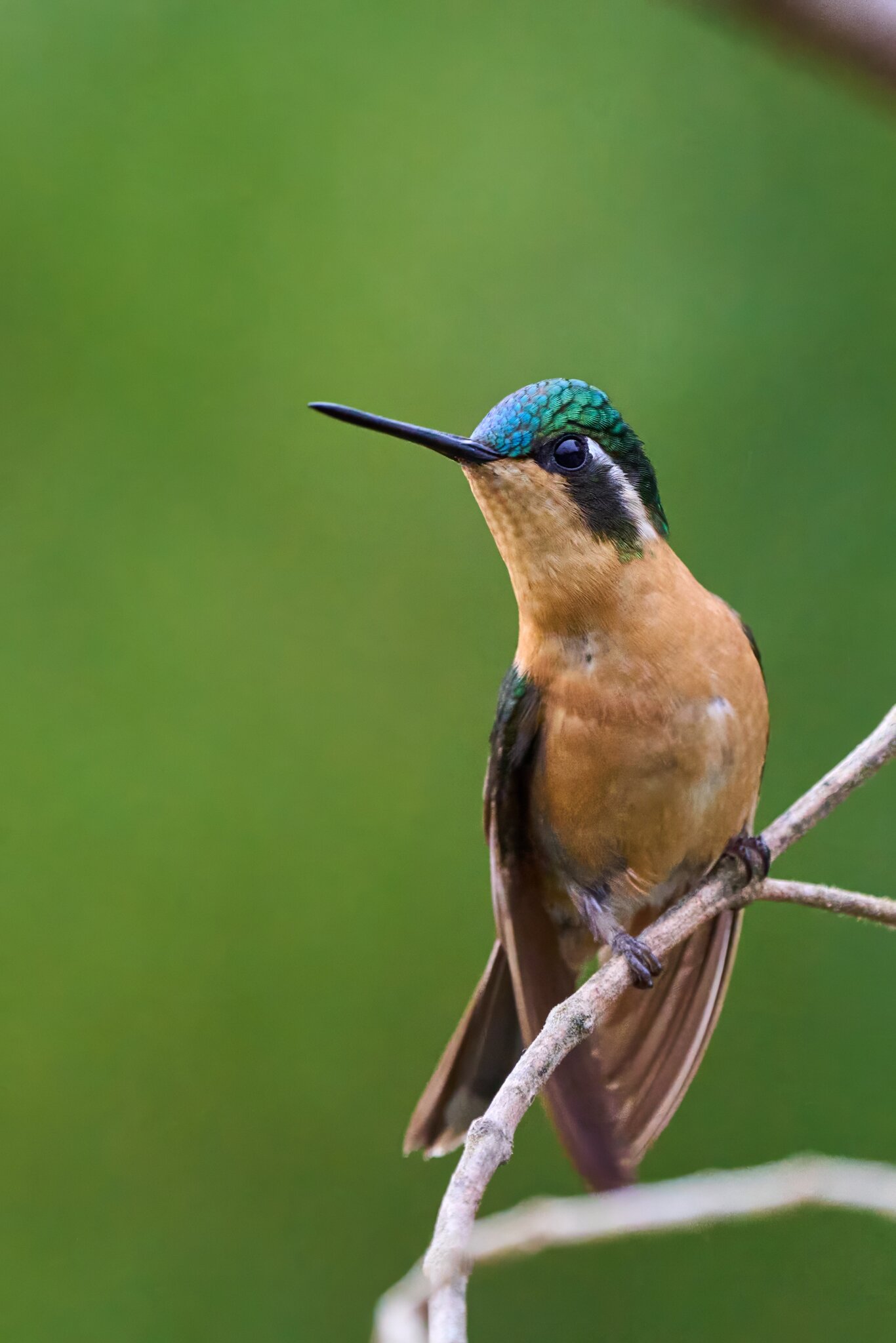 White-throated Mountain-gem - Talamanca Highlands - 03072024 - 04- DN.jpg