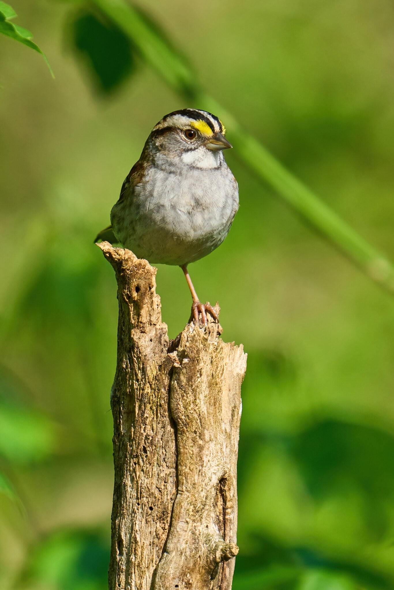 White-Throated Sparrow - Ashland - 05142023 - 02-DN.jpg