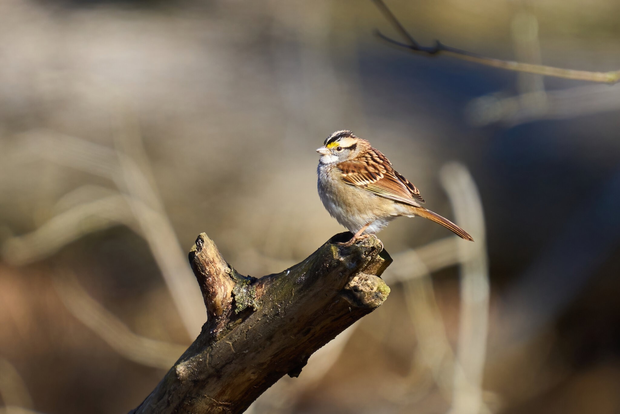 White-Throated Sparrow - BCSP - 02182023 - 02-DN.jpg