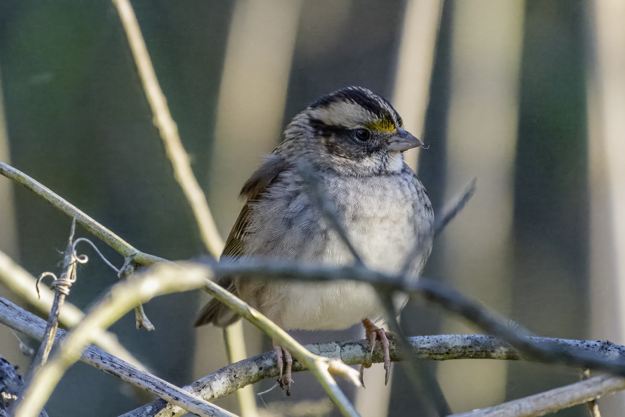 white-throated sparrow02.jpg