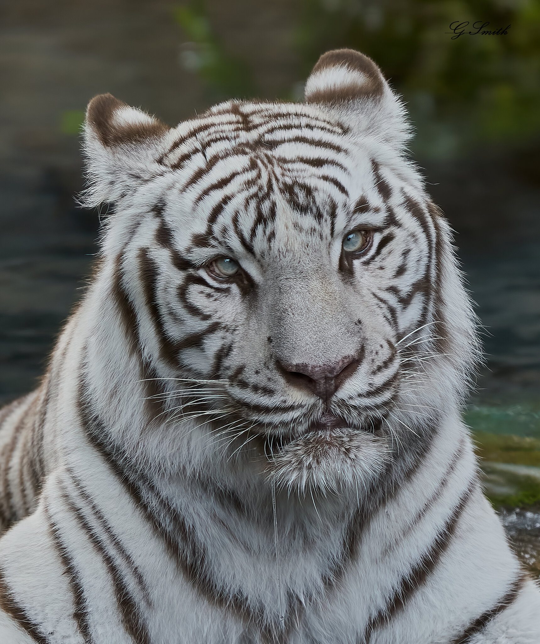 white tiger 2018 1.jpg
