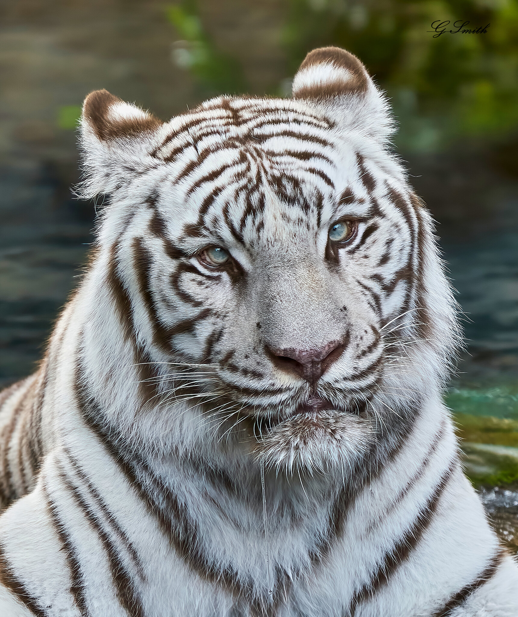 white tiger 2018 3.jpg