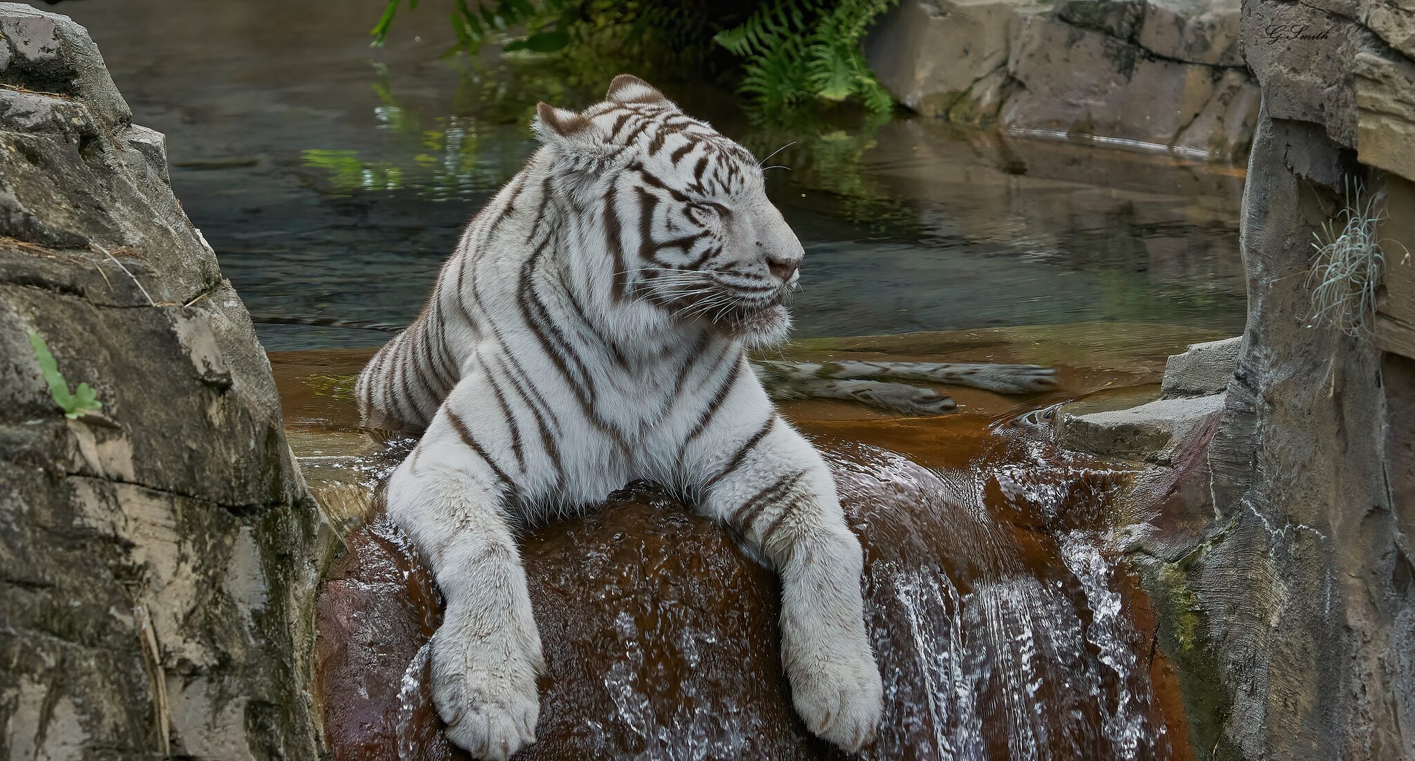 white tiger 2018 4.jpg
