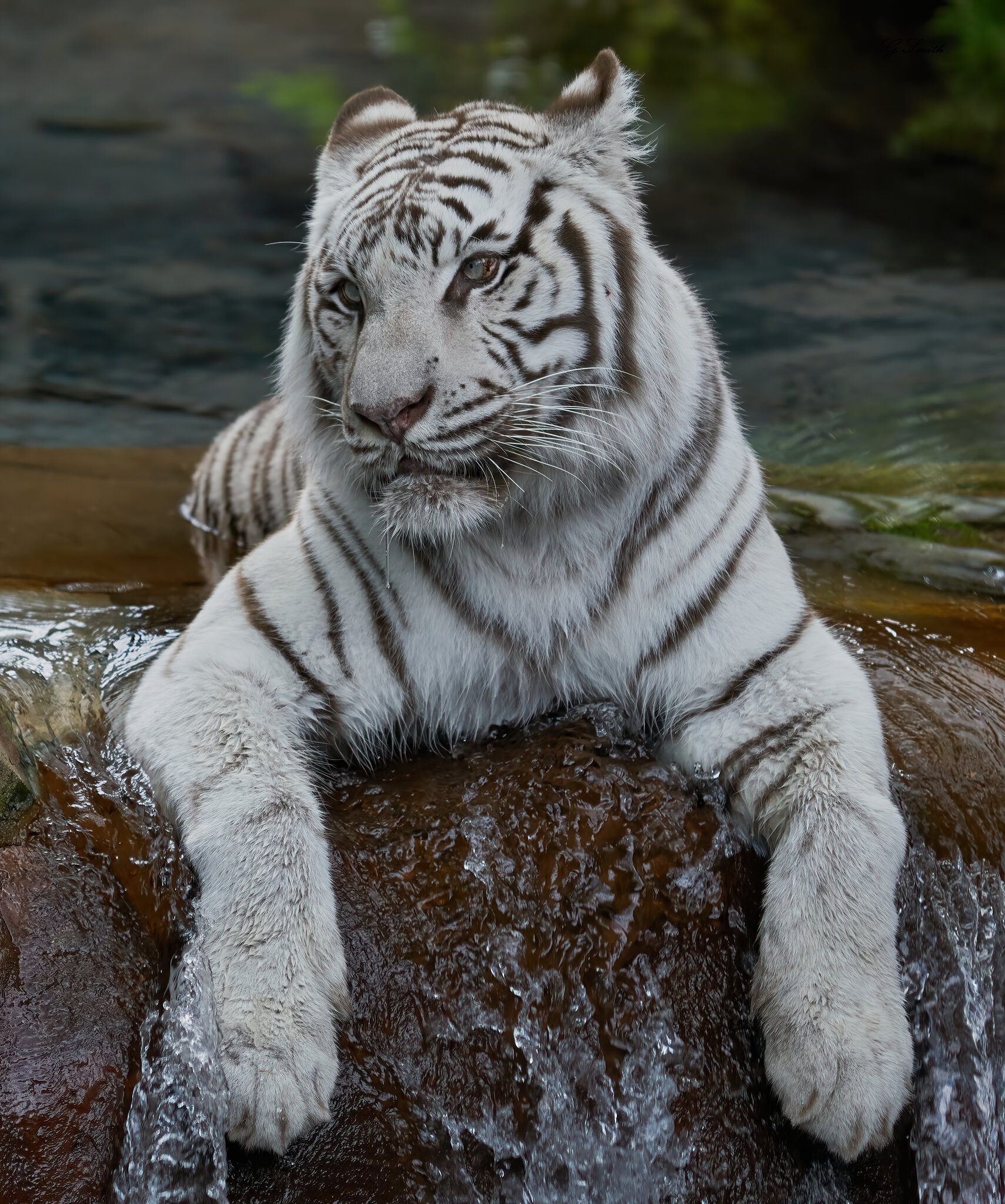 white tiger 2018 6.jpg
