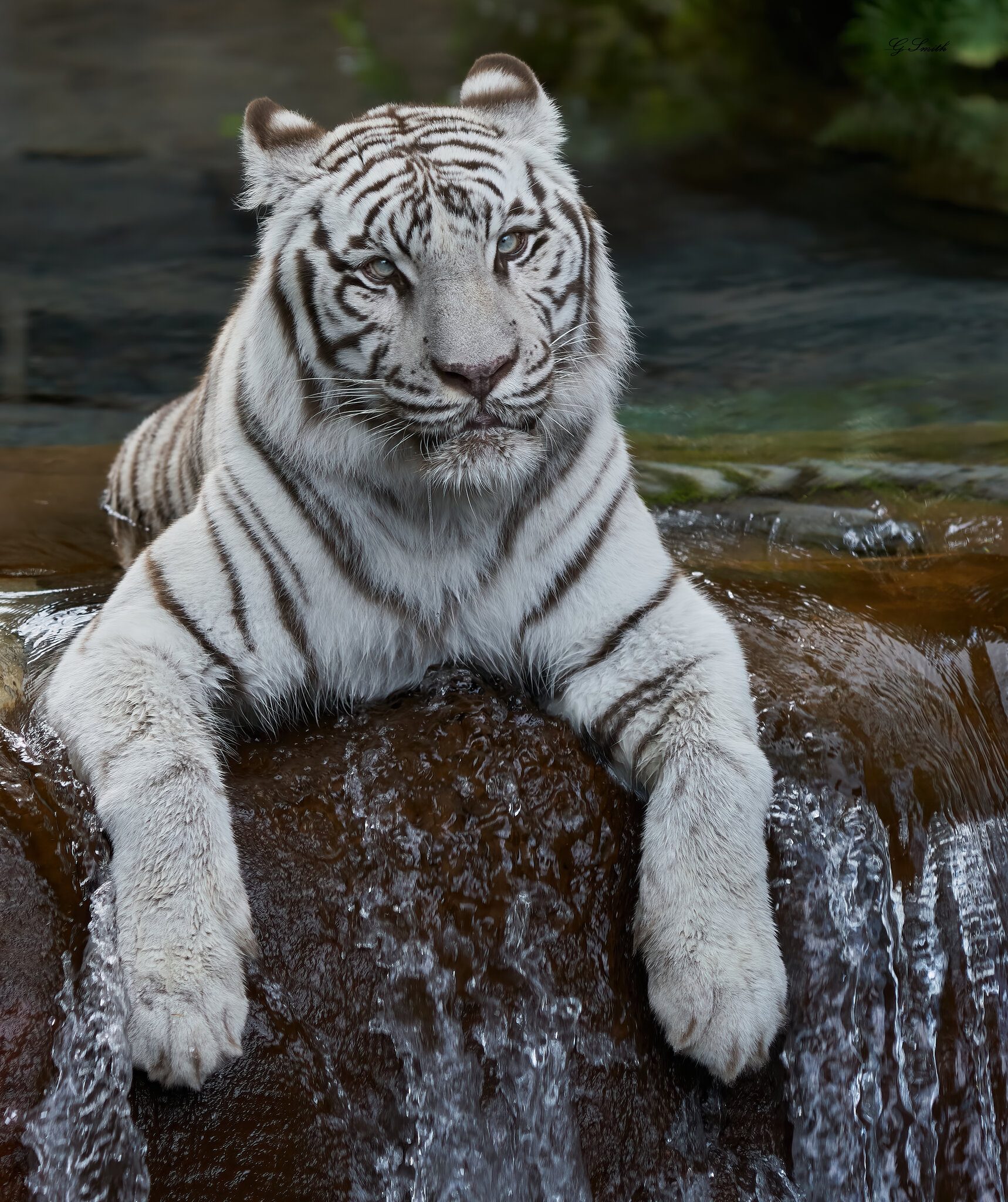 white tiger 2018.jpg