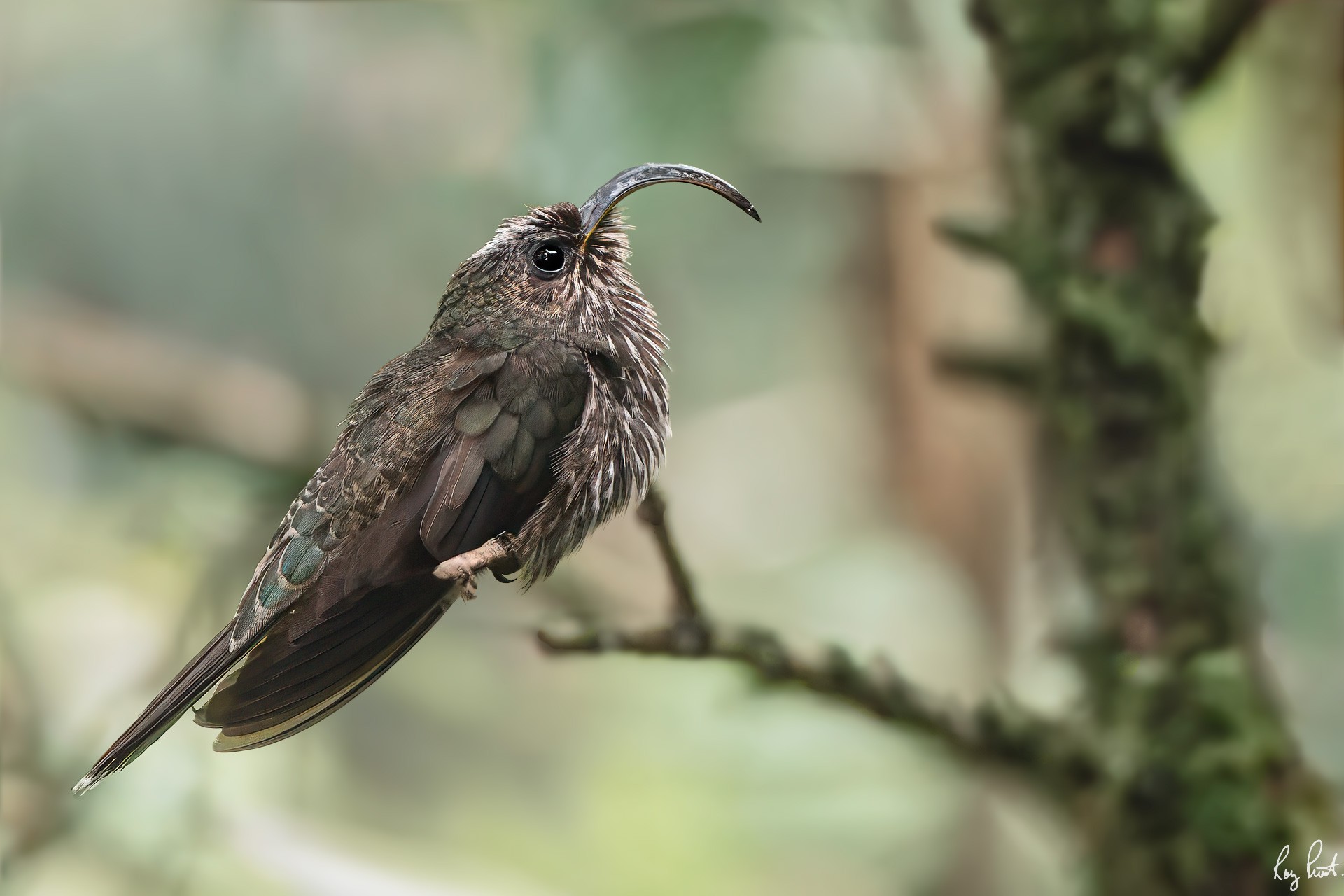 White-tipped-Sicklebill_DSC0205-Edit.jpg