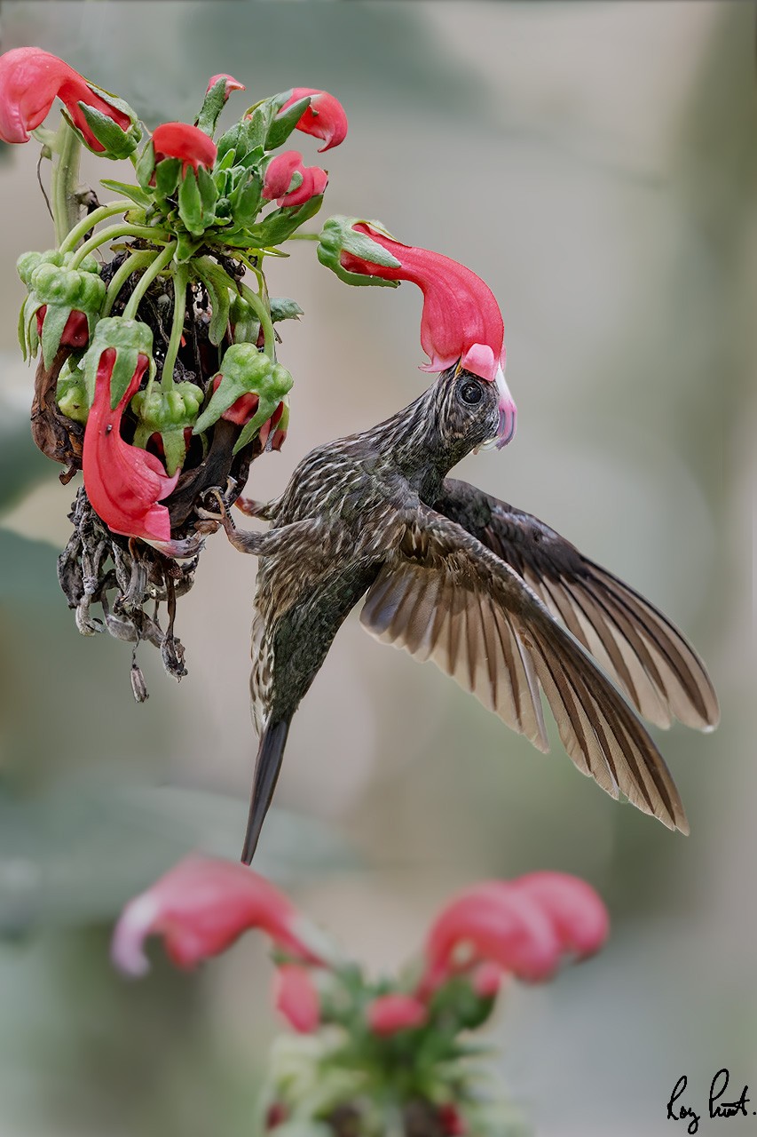 White-tipped-Sicklebill_DSC0836-2-Edit.jpg