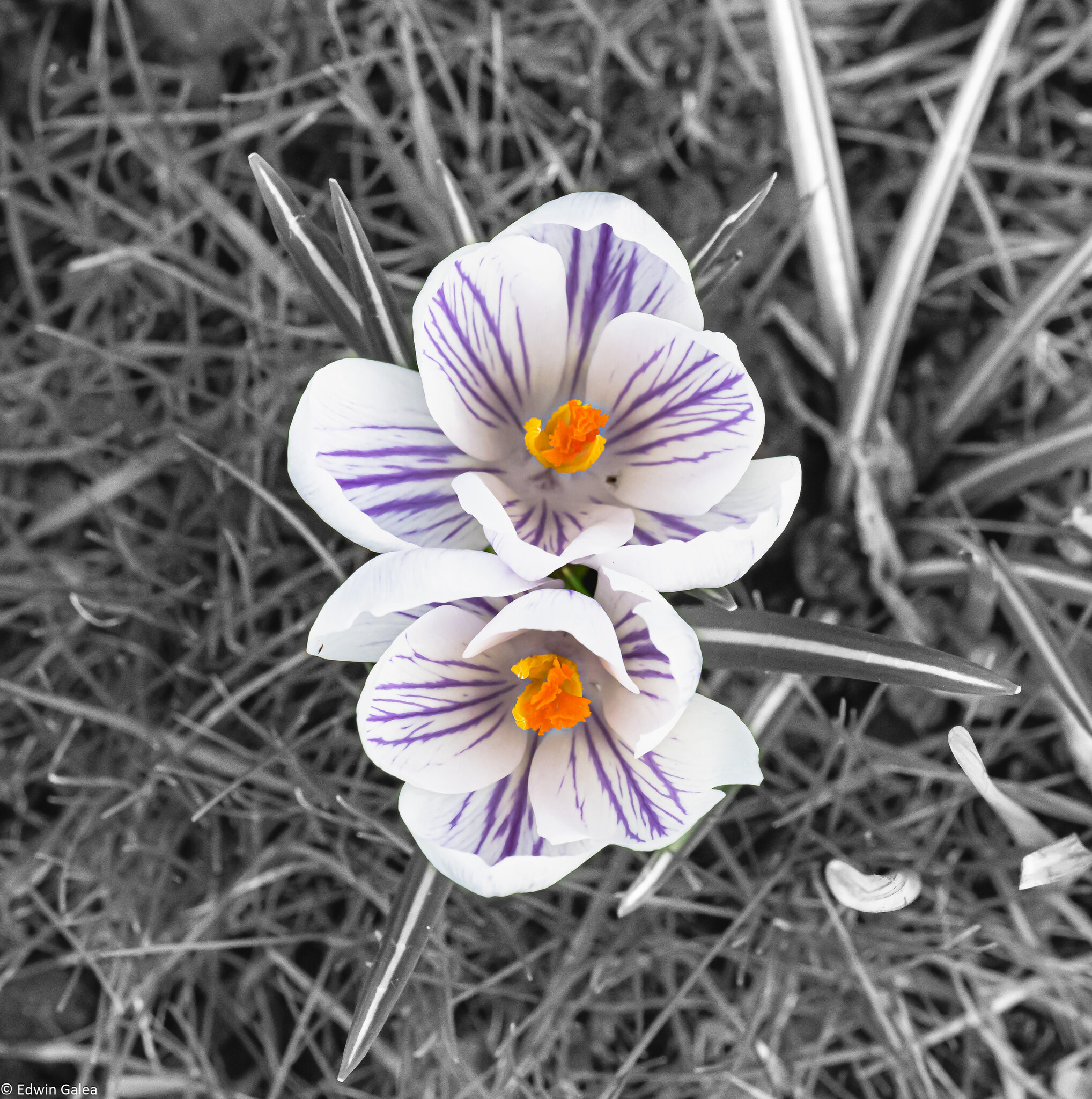 white_crocous_bw_background-1.jpg