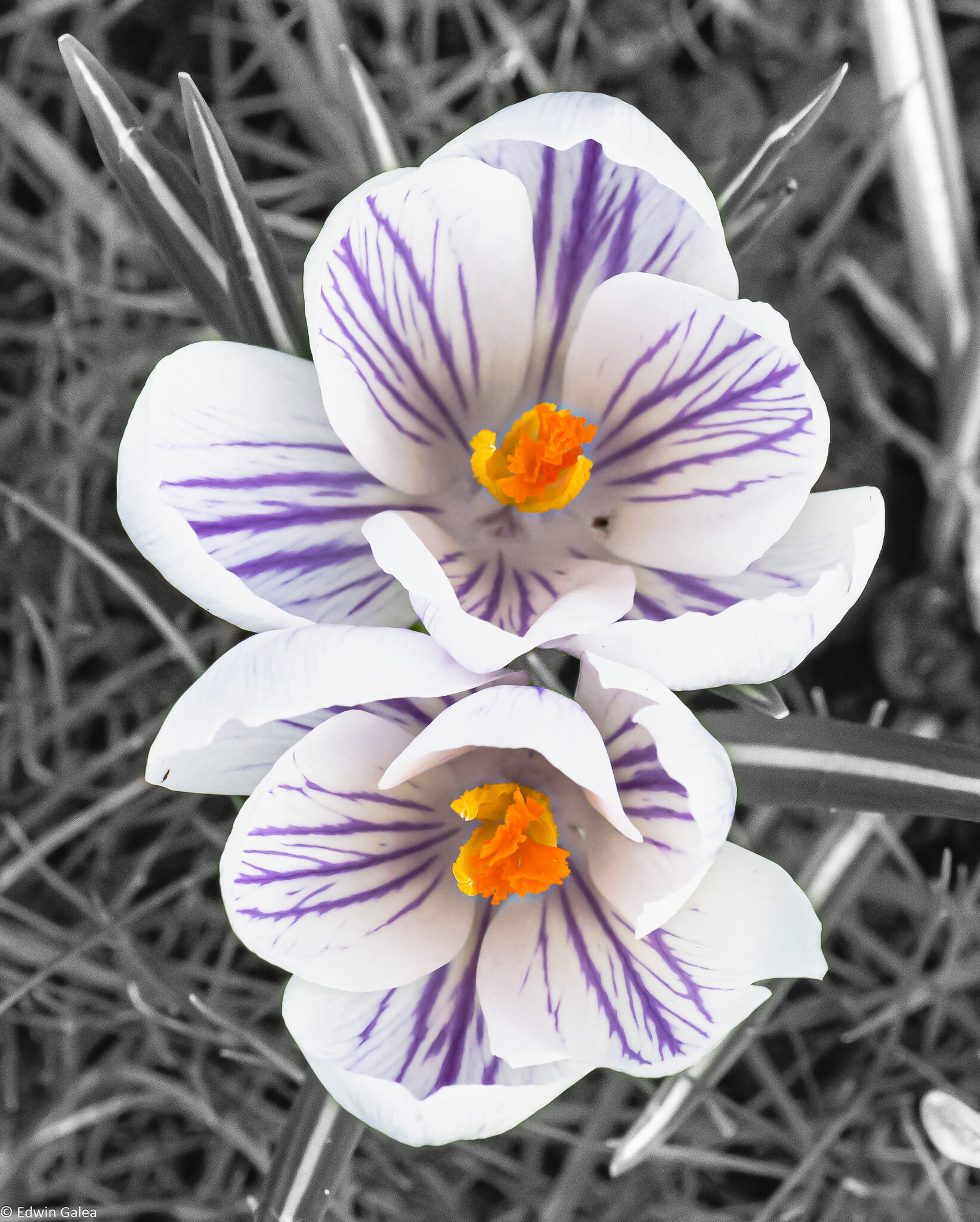 white_crocous_bw_background-3.jpg