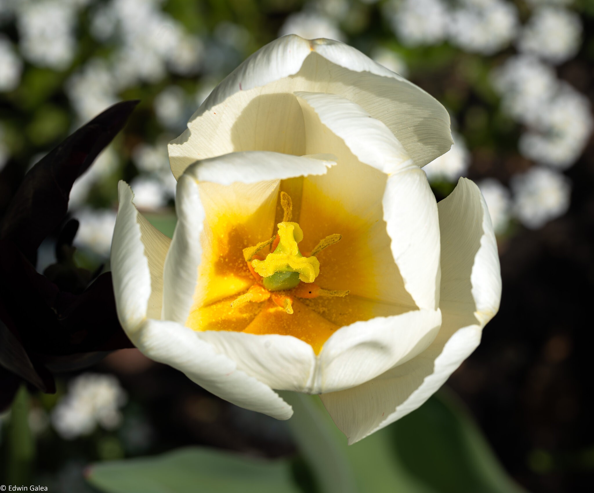white_tulip-4.jpg