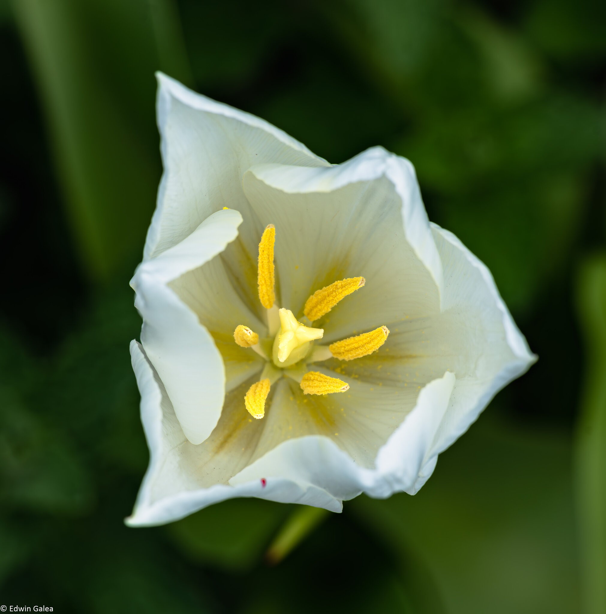 white_tulip_dn-4.jpg