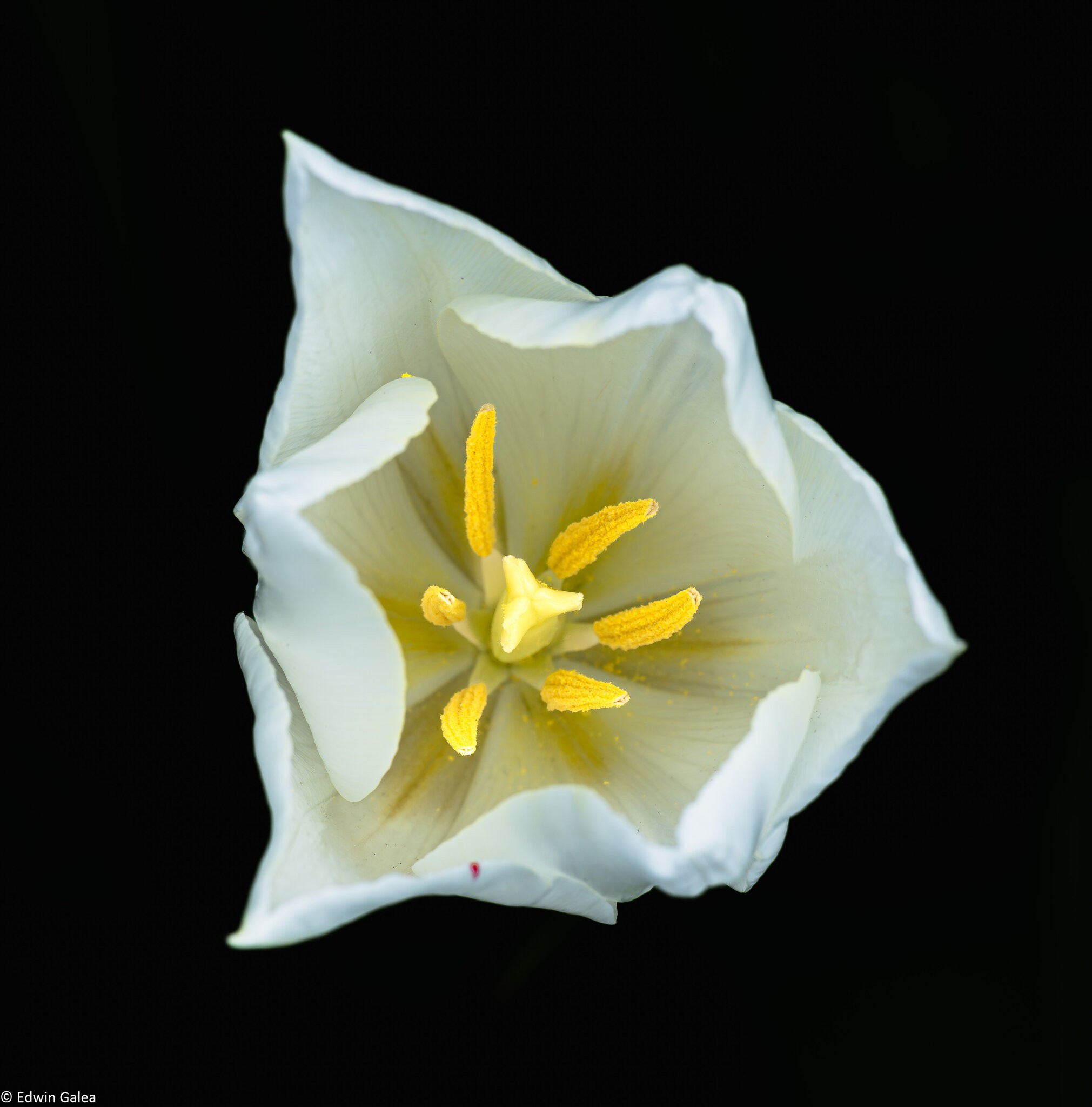 white_tulip_dn-5.jpg