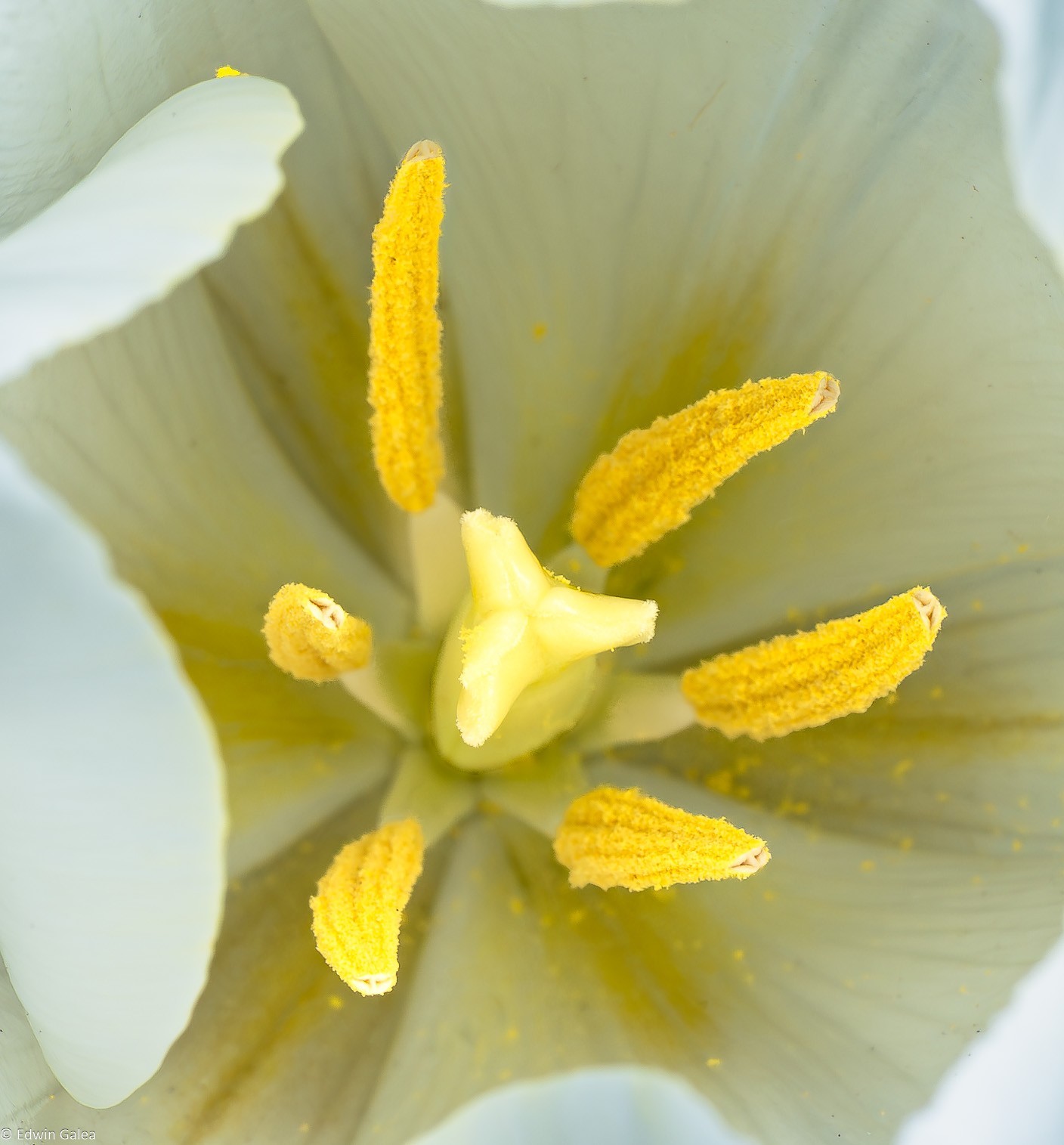 white_tulip_dn-8.jpg