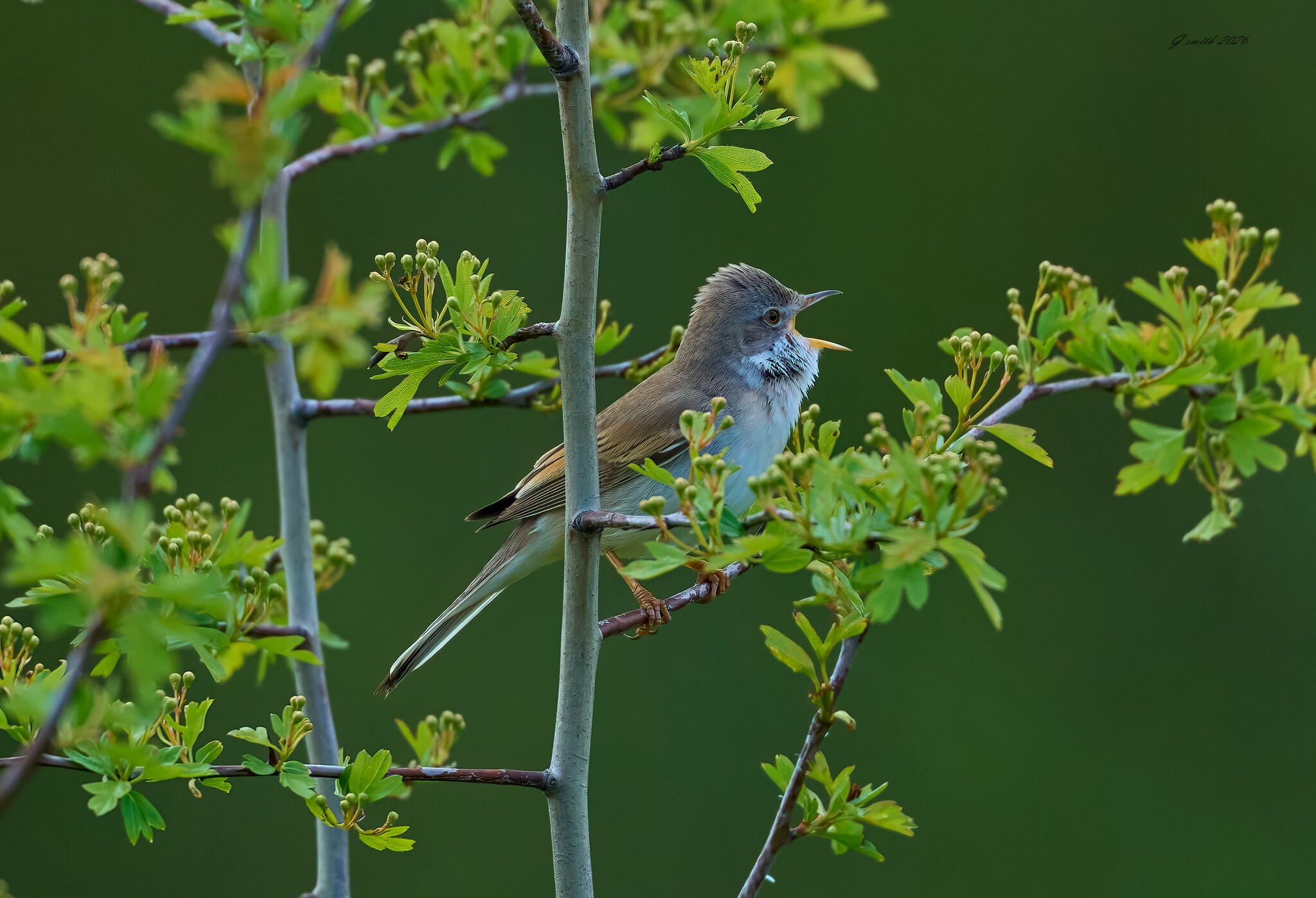 whitethroat 2026_5.jpg