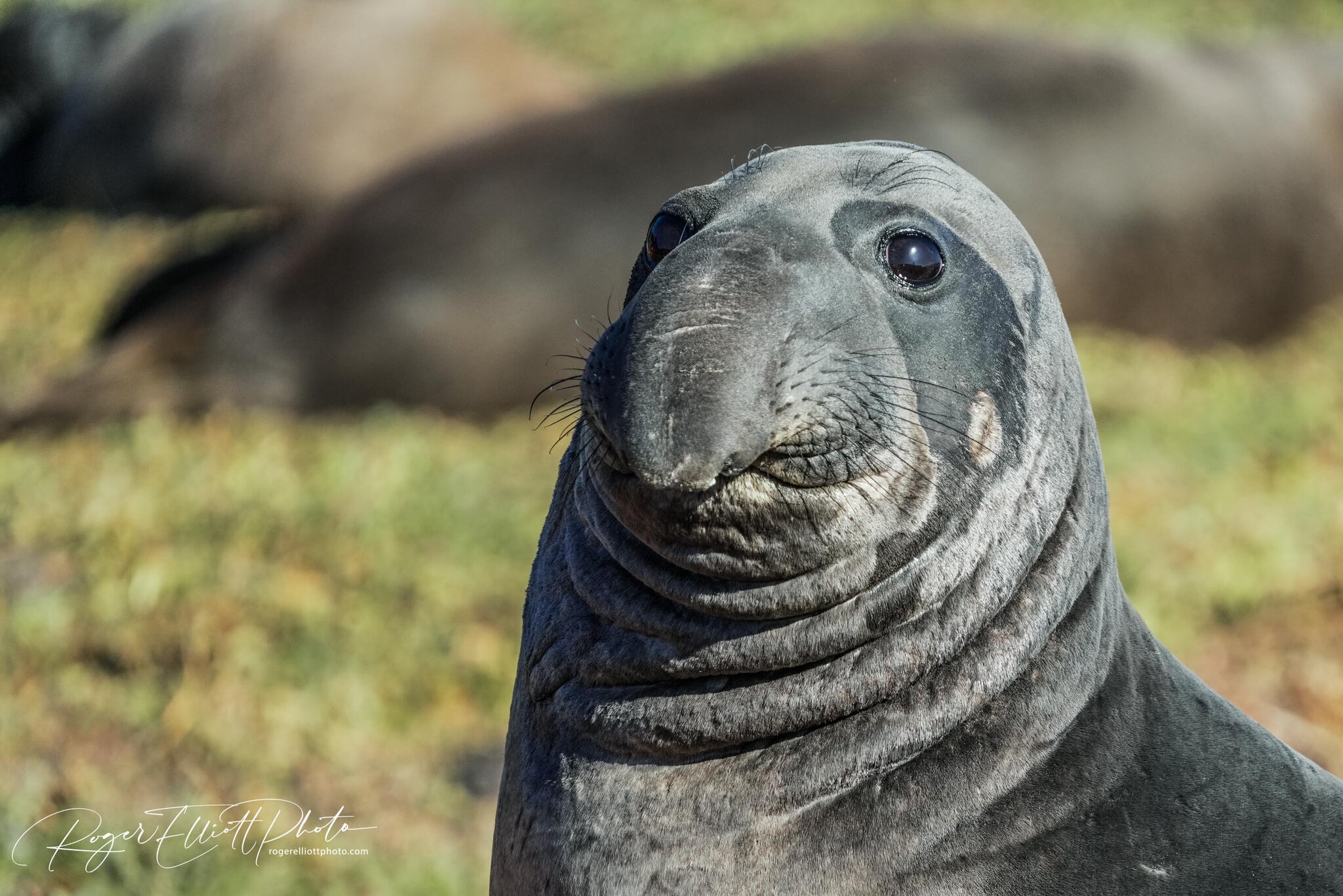who farted seal-1.jpg