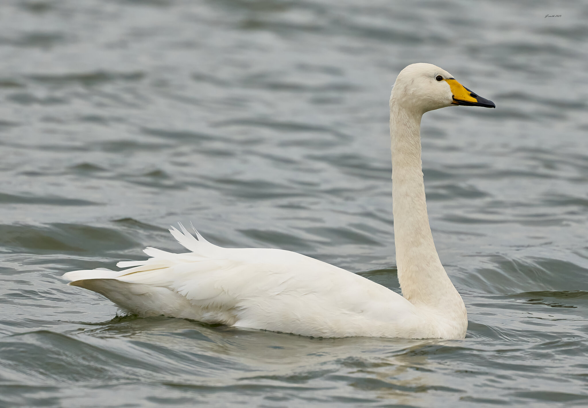 whopper swan 2025 1.jpg