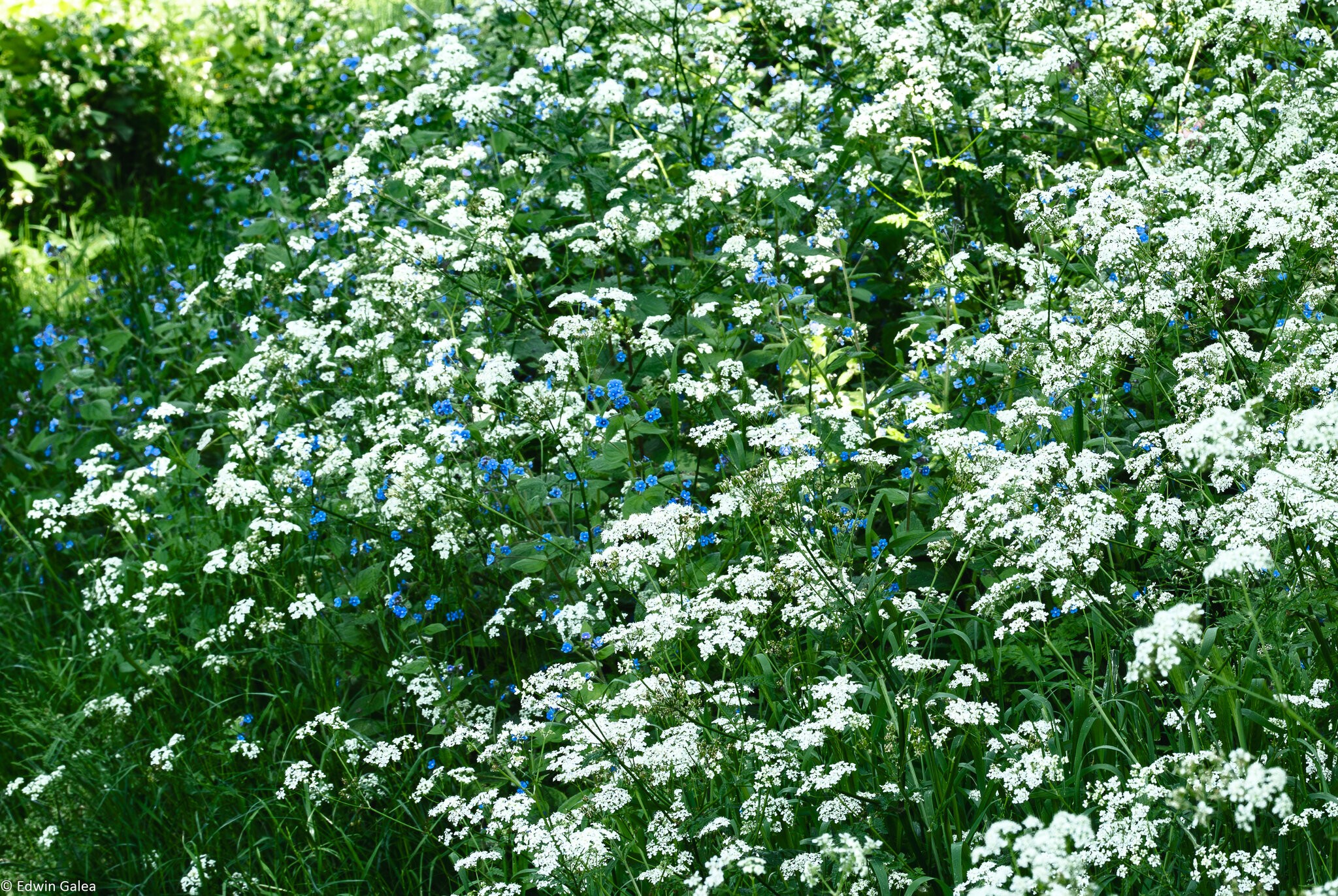 wildflower meadow-1.jpg