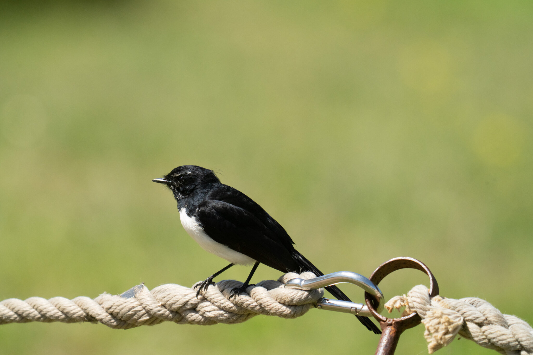 williewagtail.jpg