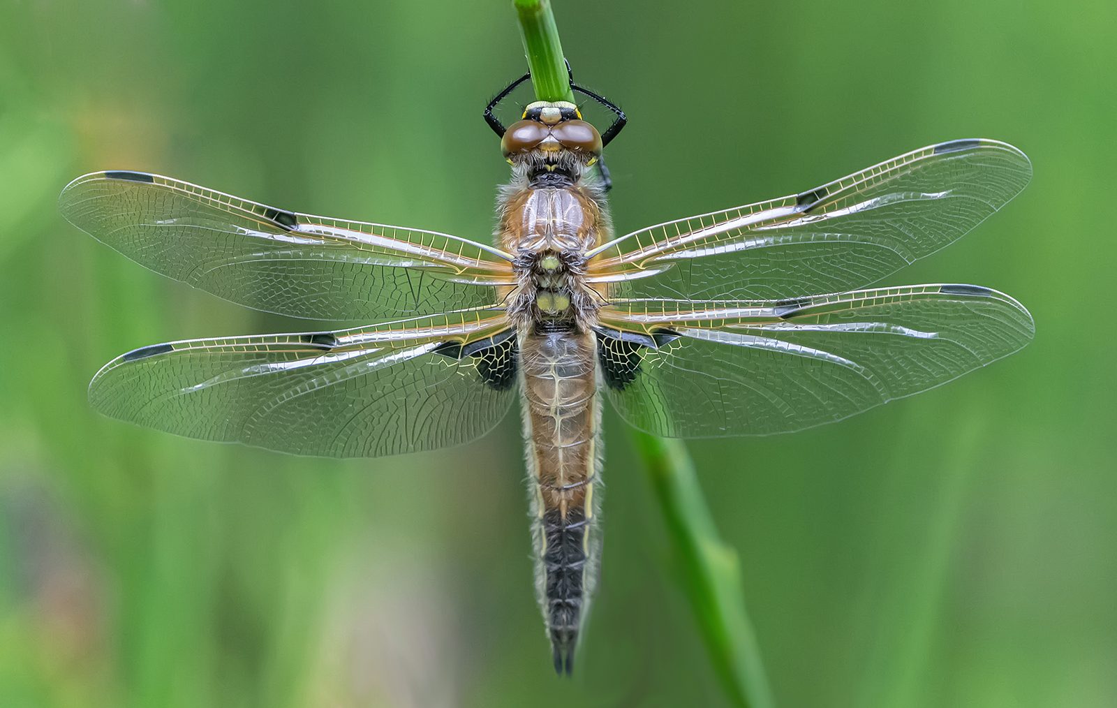 Wings Of Gossamer 1.jpg