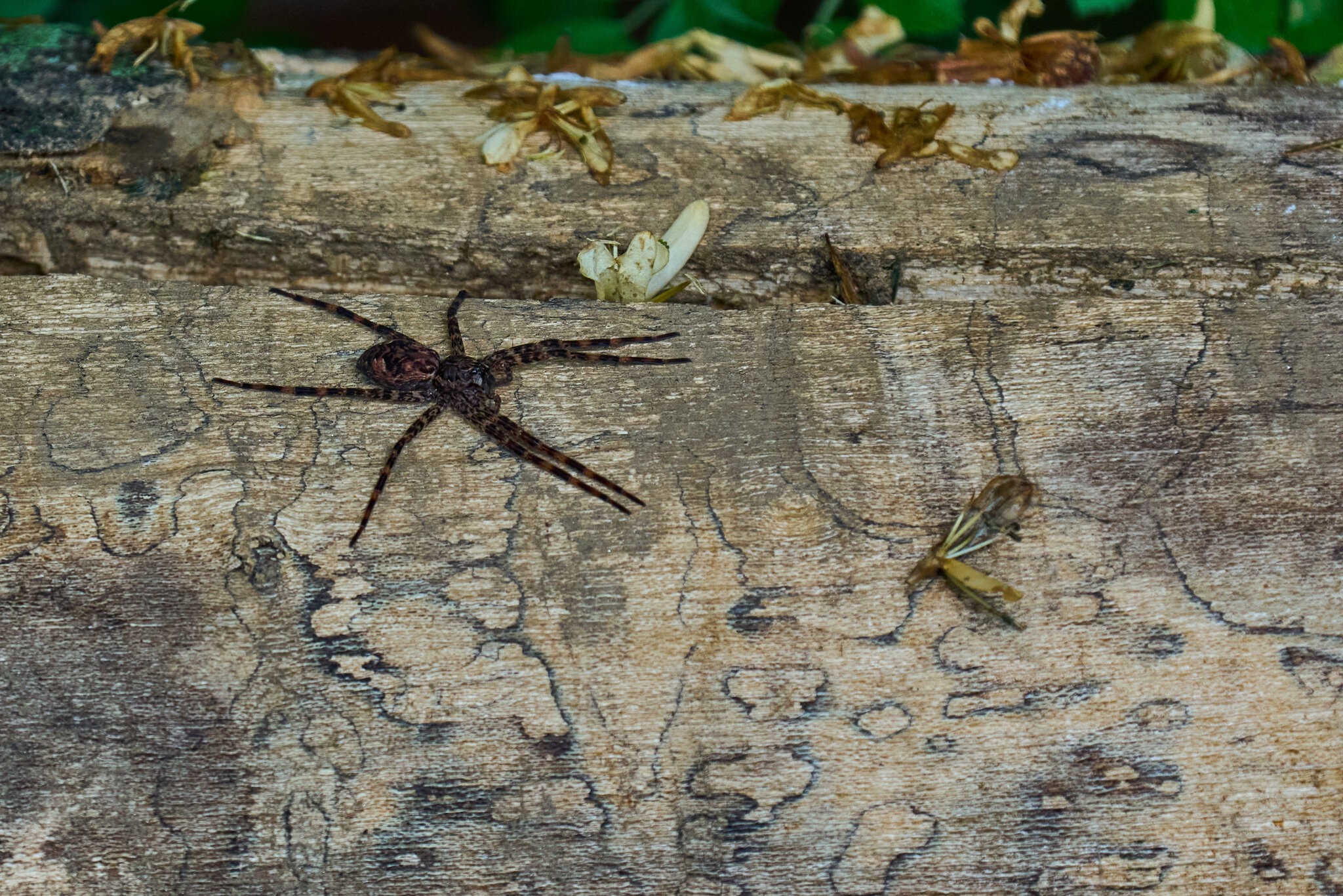 Wolf Spider - BCSP TB - 05152025 - 01.jpg
