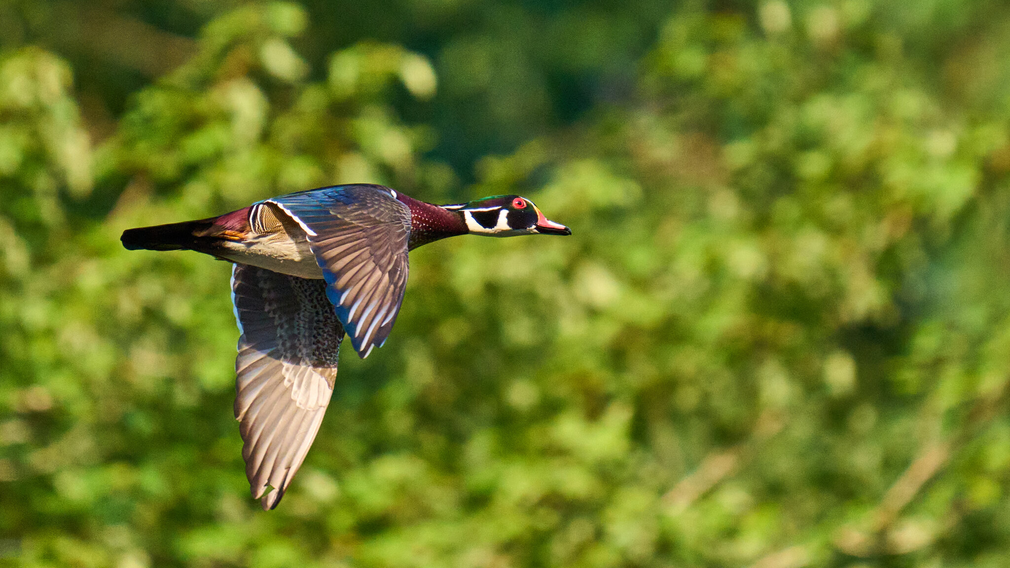 Wood Duck - BCSP - 09192026 - 02.jpg