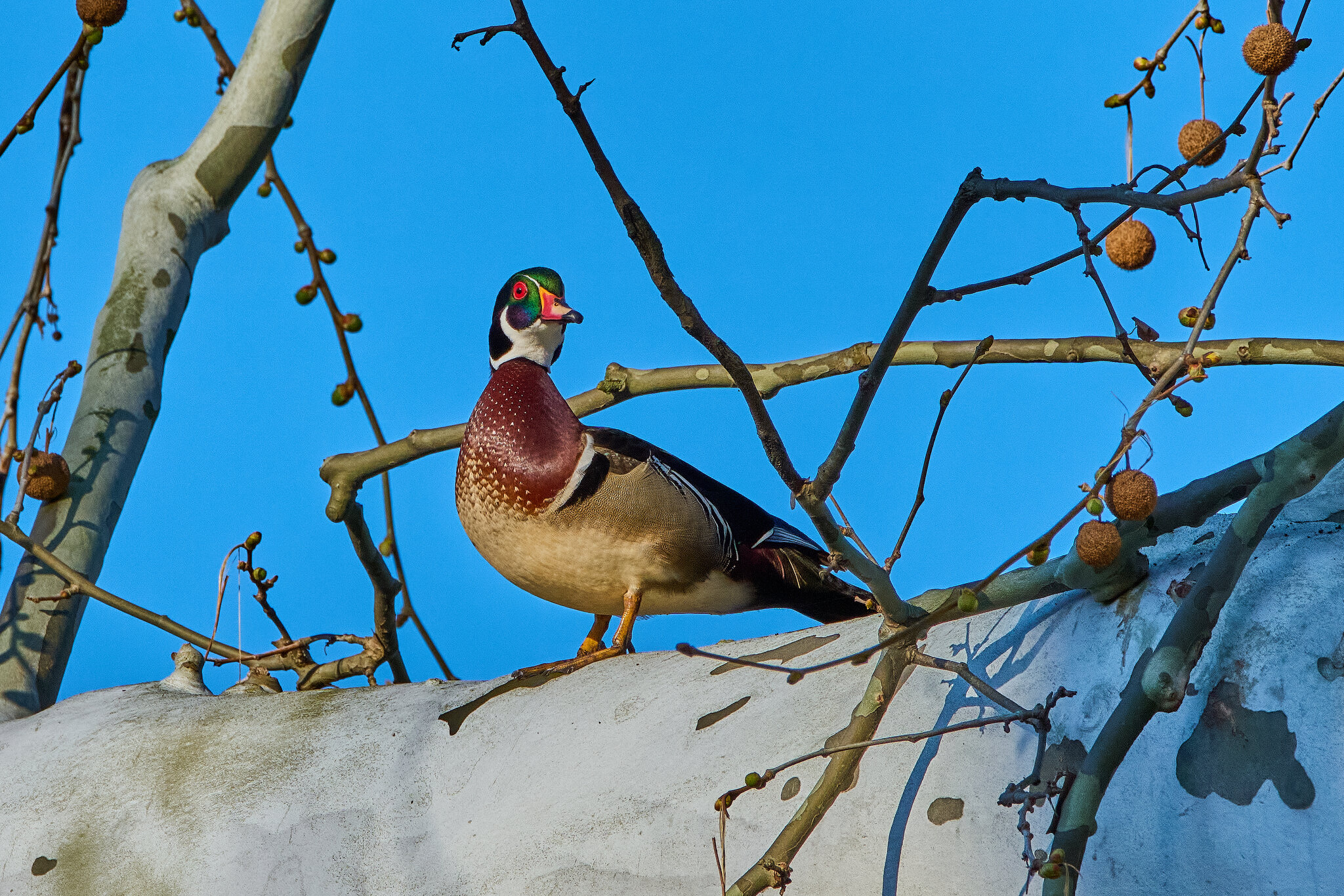 Wood Duck - Brandywine - 04042026 - 03 - rDN.jpg
