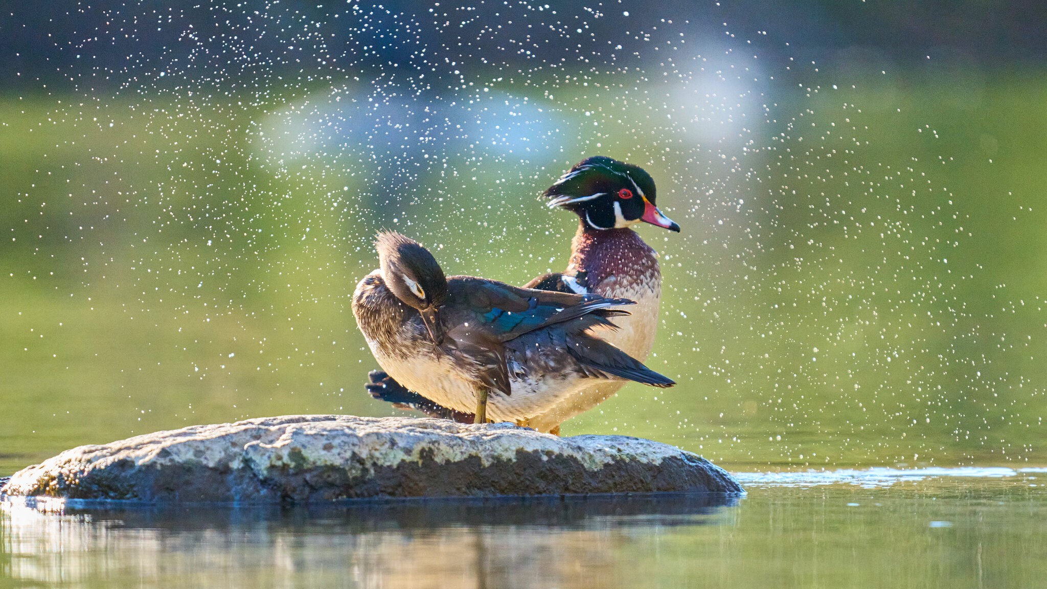 Wood Duck - Brandywine - 04082026 - 05.jpg