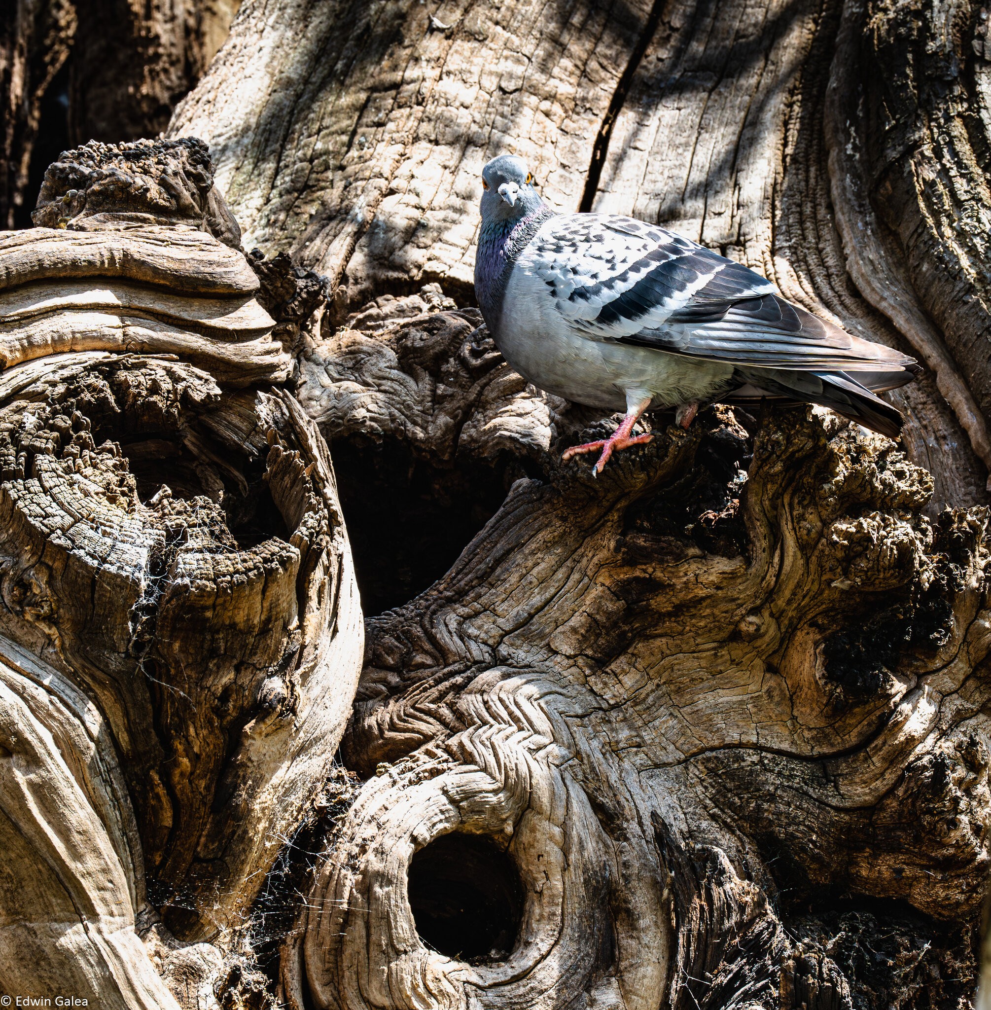wood pigeon-2.jpg