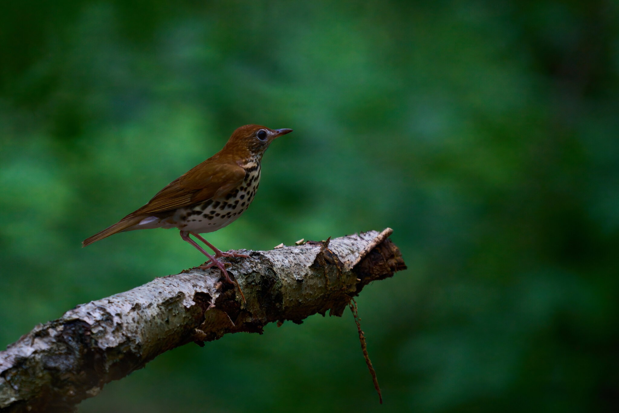 Wood Thrush - 1st State - 05312025 - 01 - rDN.jpg
