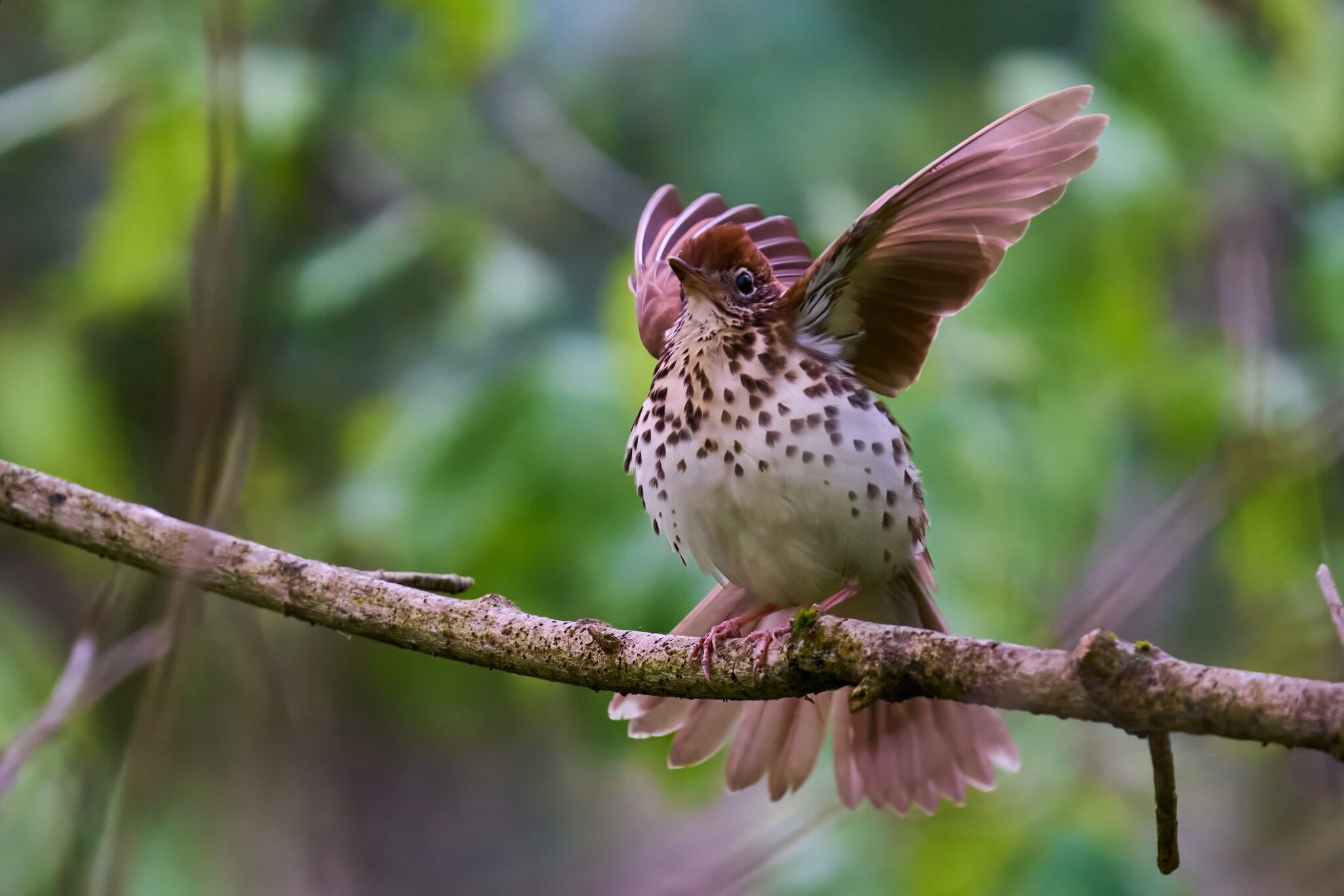 Wood Thrush - BCSP TB - 05102026 - 04 - rDN.jpg